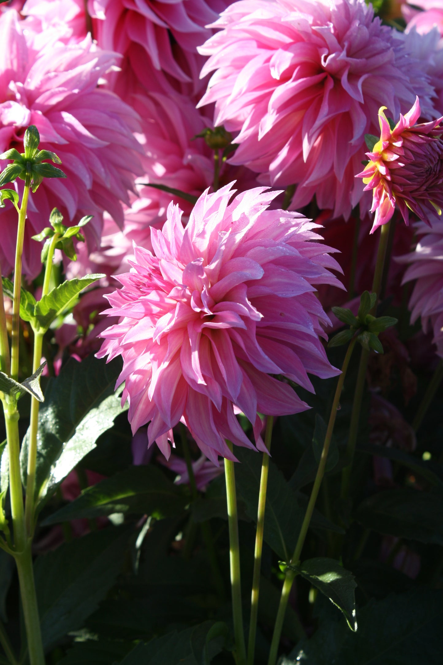 Bloomquist Bring Forth