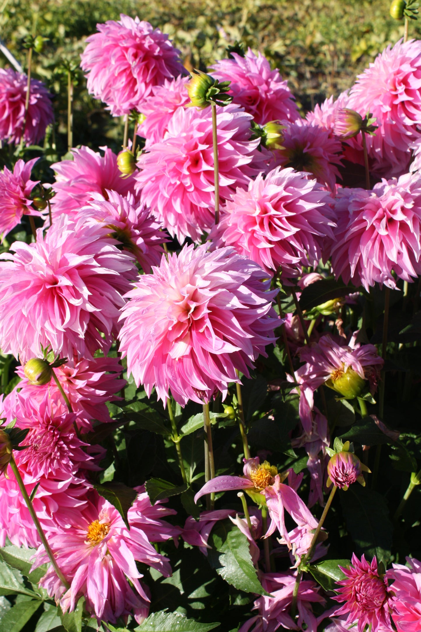 Bloomquist Bring Forth