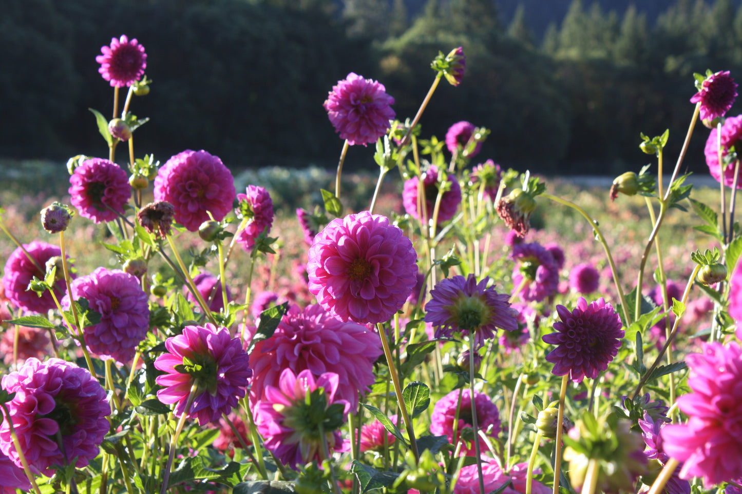 RobAnn Royal Dahlia Tuber