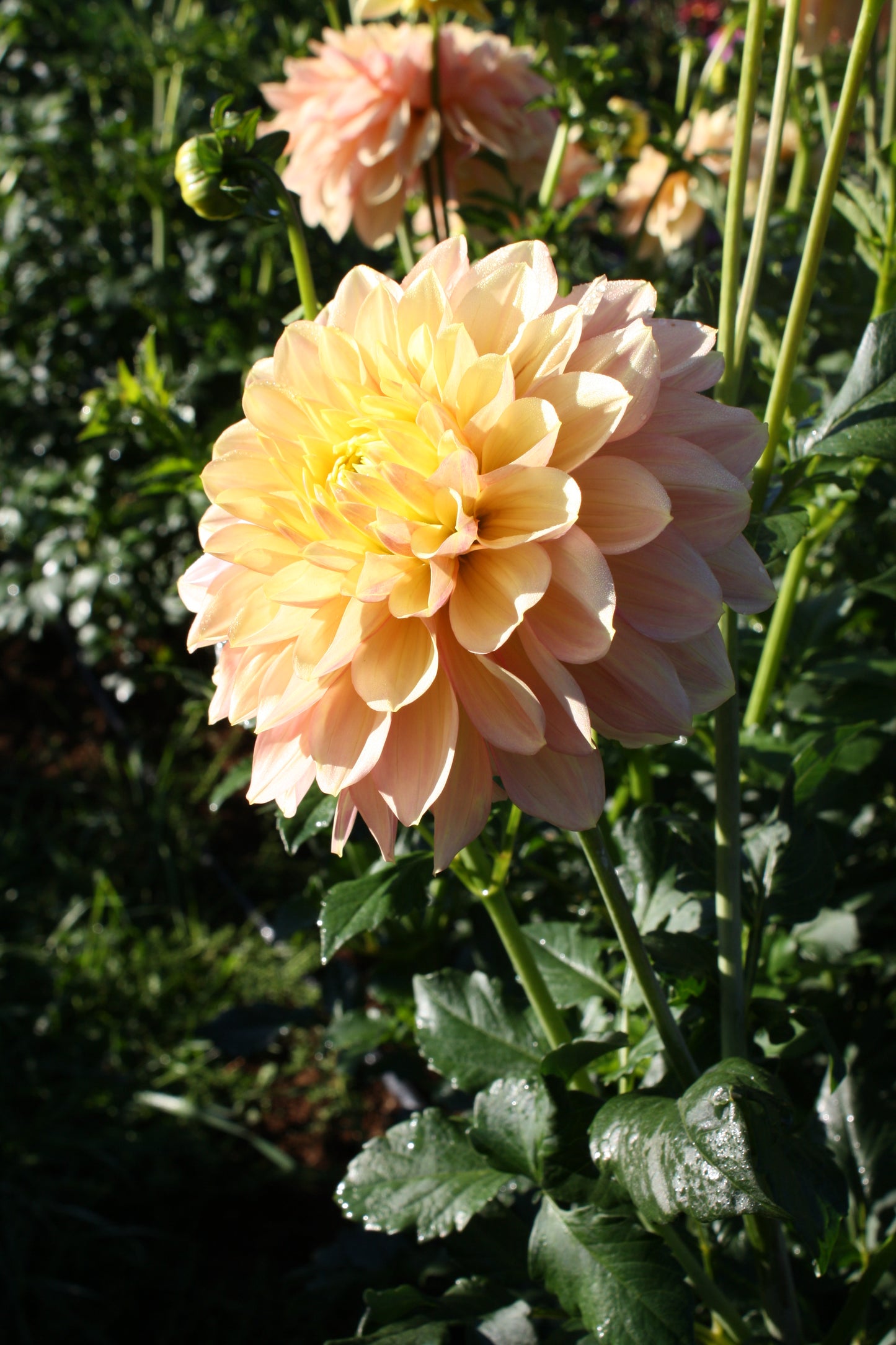 Wyn's New Pastel Dahlia Tuber