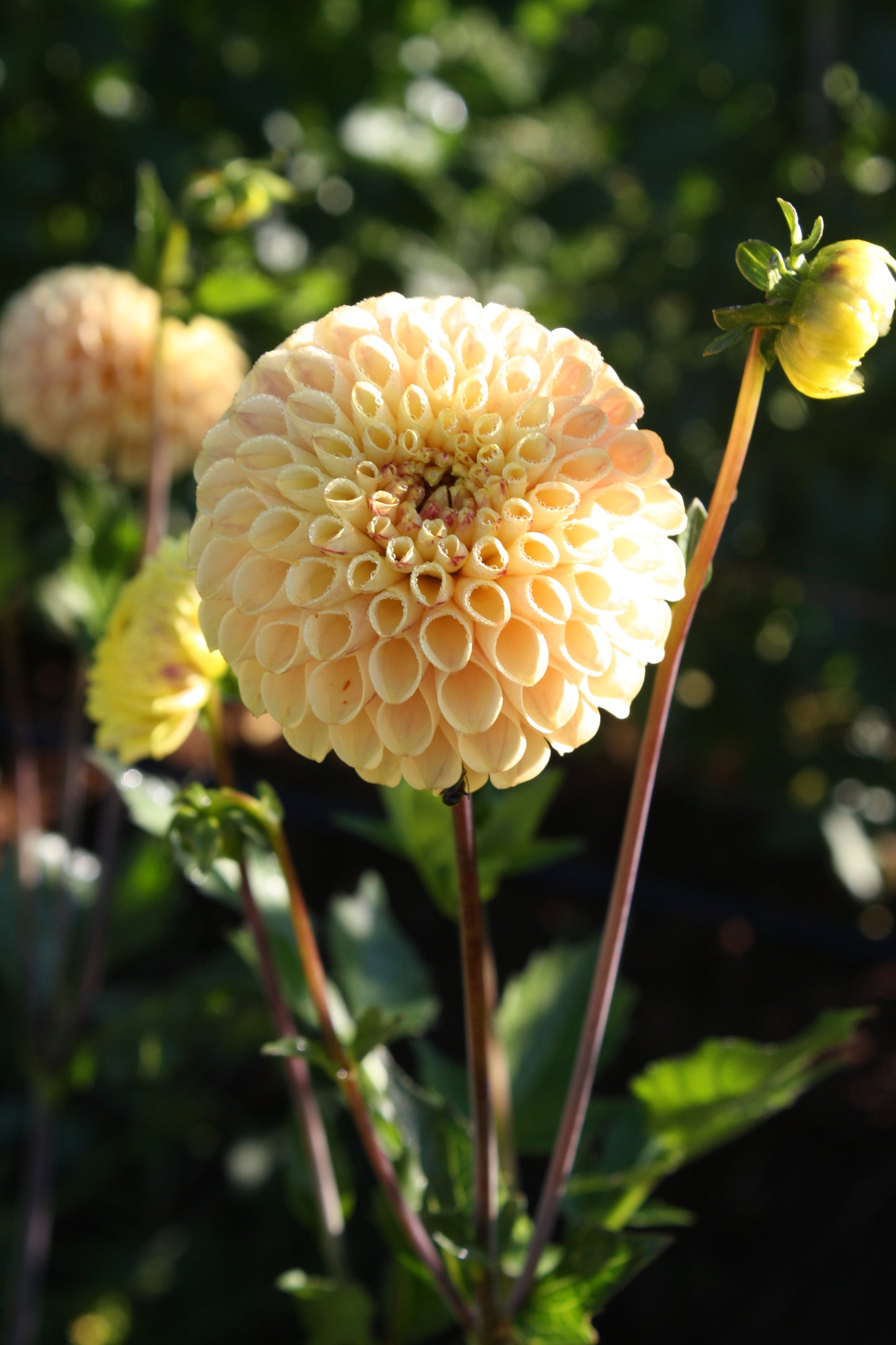 Ferncliff Spice Dahlia Tuber