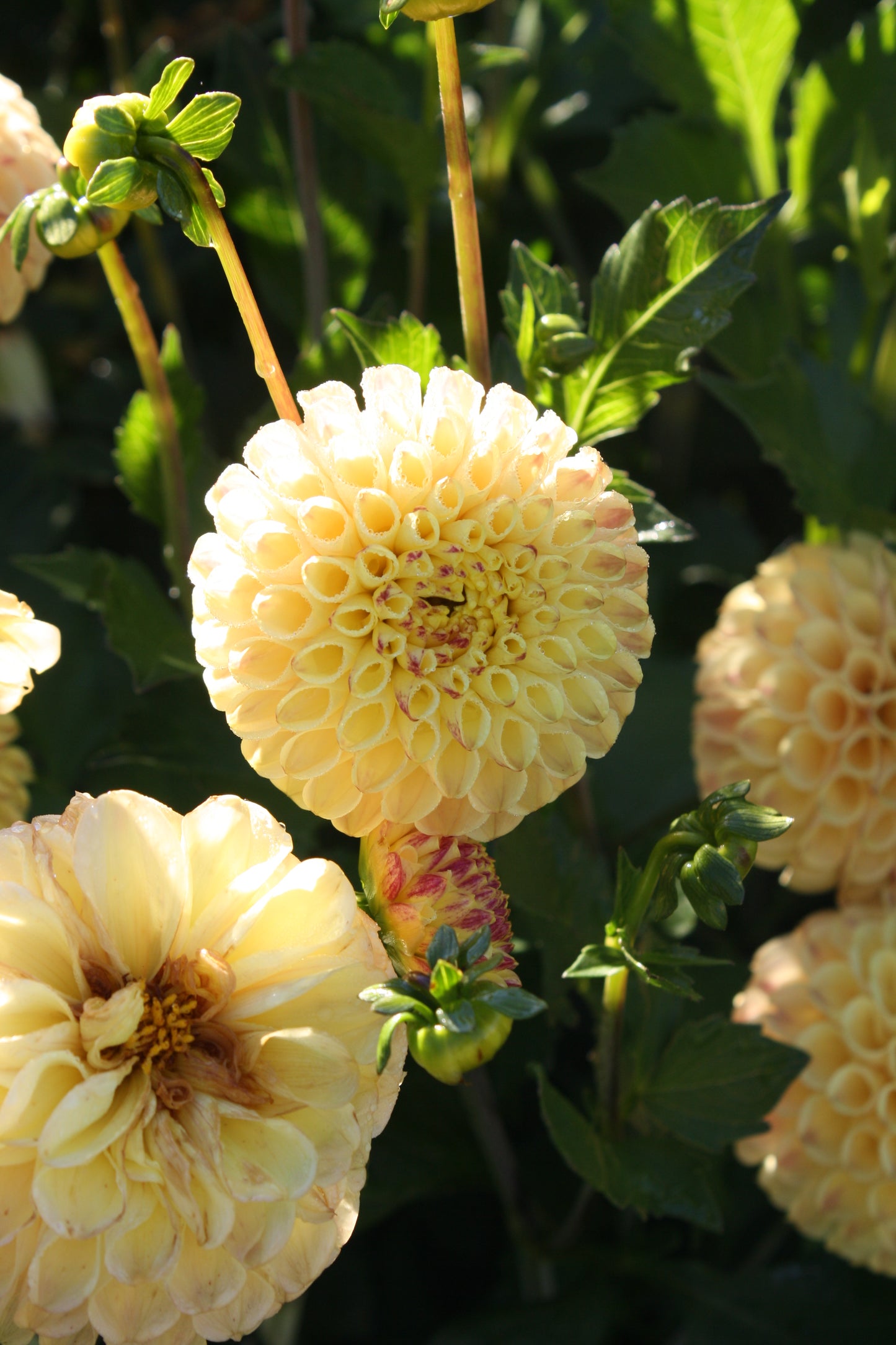 Ferncliff Spice Dahlia Tuber