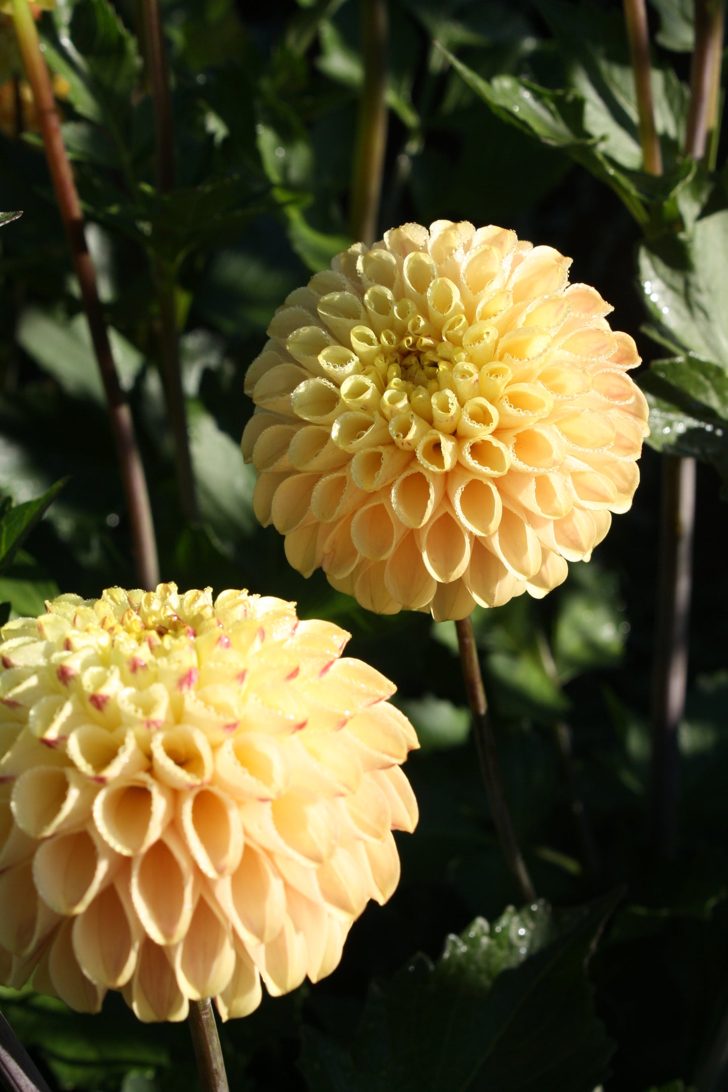 Ferncliff Spice Dahlia Tuber
