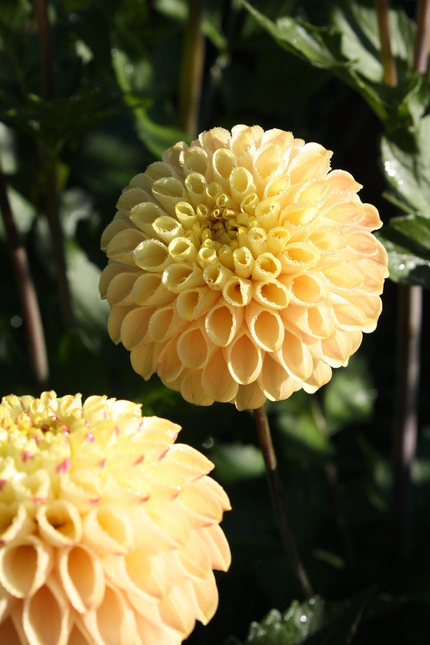 Ferncliff Spice Dahlia Tuber