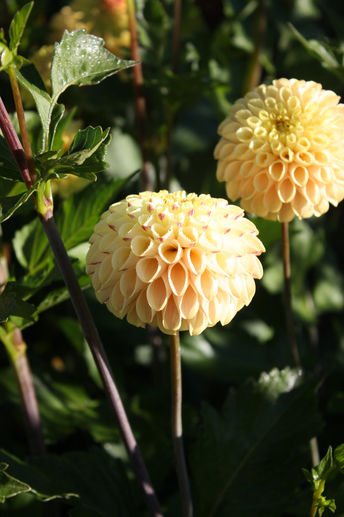 Ferncliff Spice Dahlia Tuber