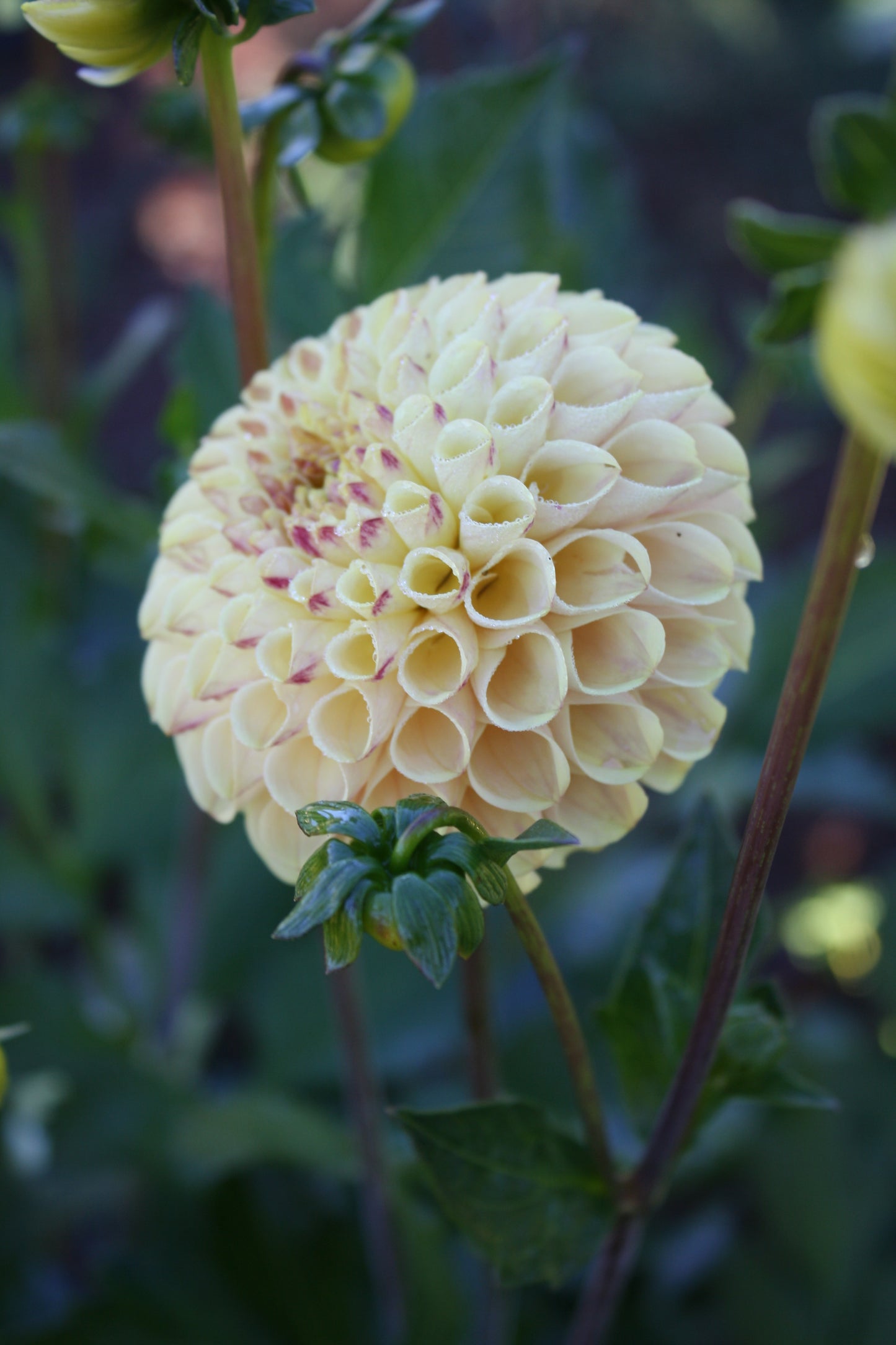 Ferncliff Spice Dahlia Tuber
