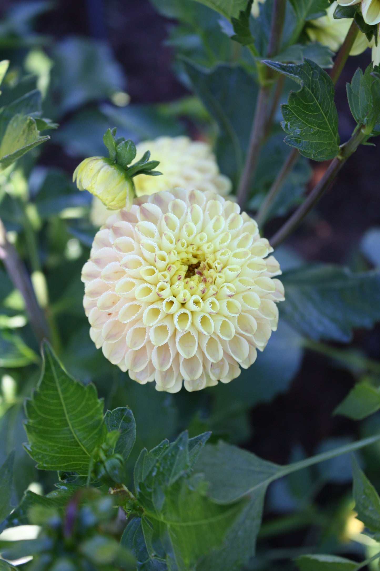 Ferncliff Spice Dahlia Tuber