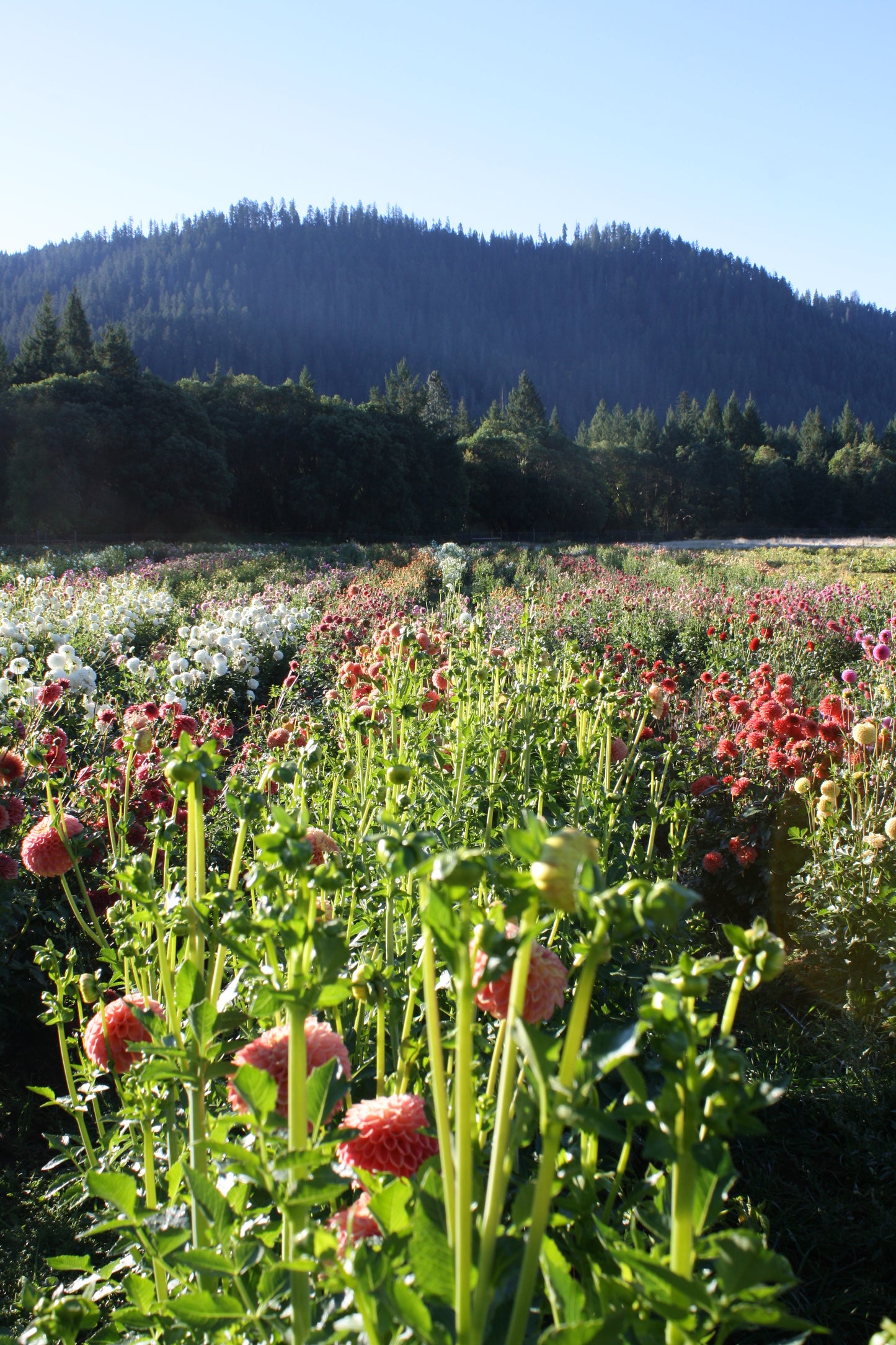 Snoho Doris Dahlia Tuber