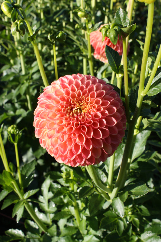 Snoho Doris Dahlia Tuber