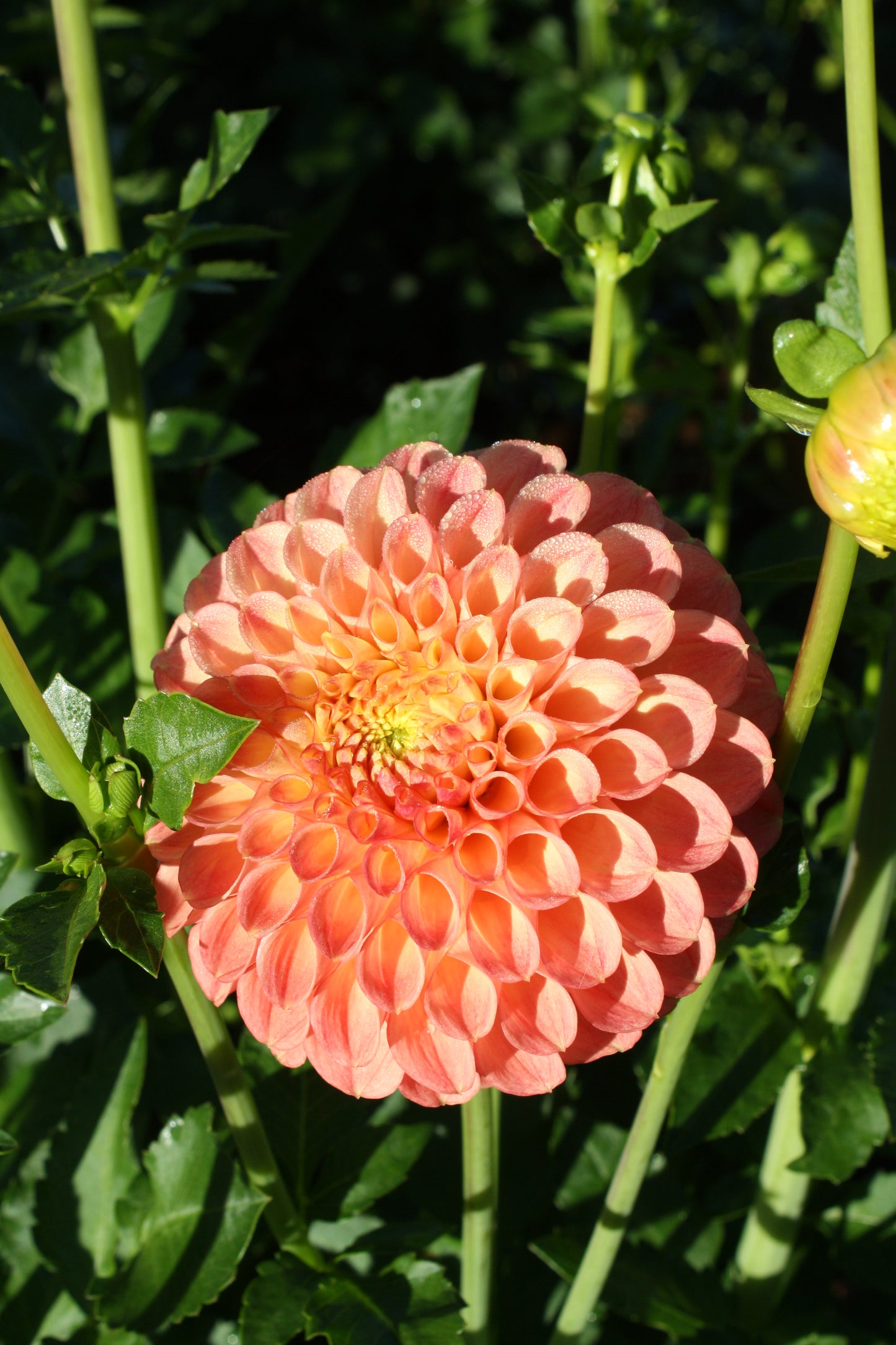 Snoho Doris Dahlia Tuber