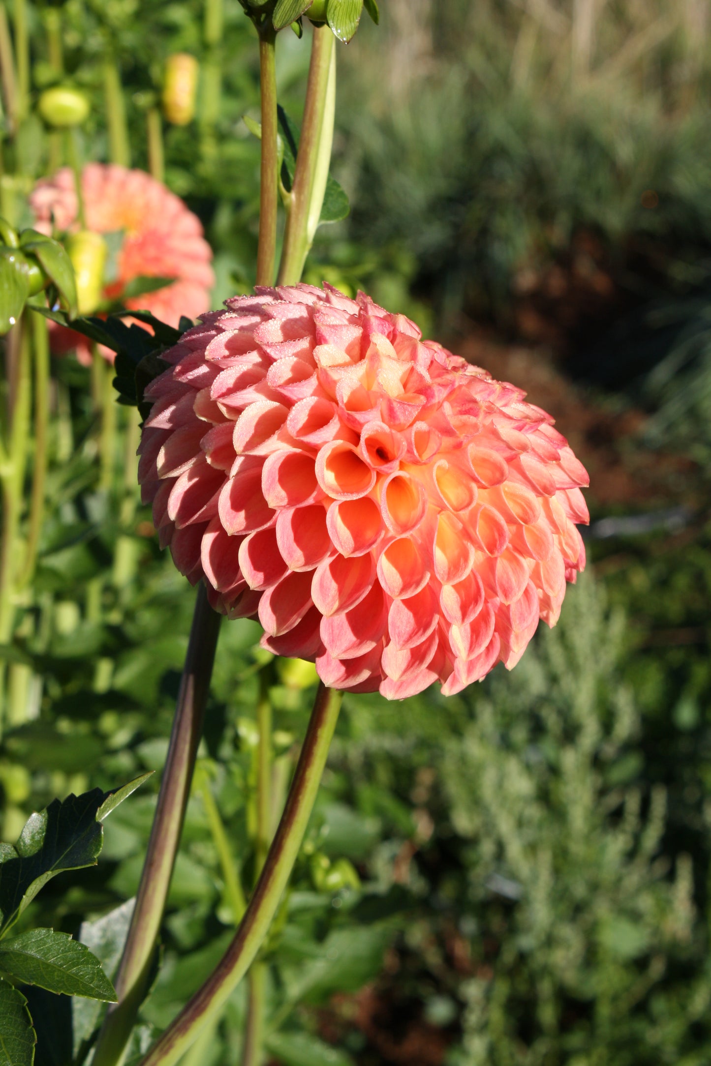 Snoho Doris Dahlia Tuber