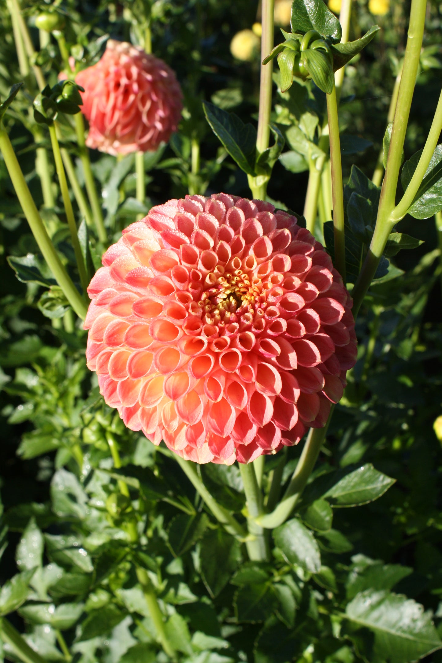 Snoho Doris Dahlia Tuber