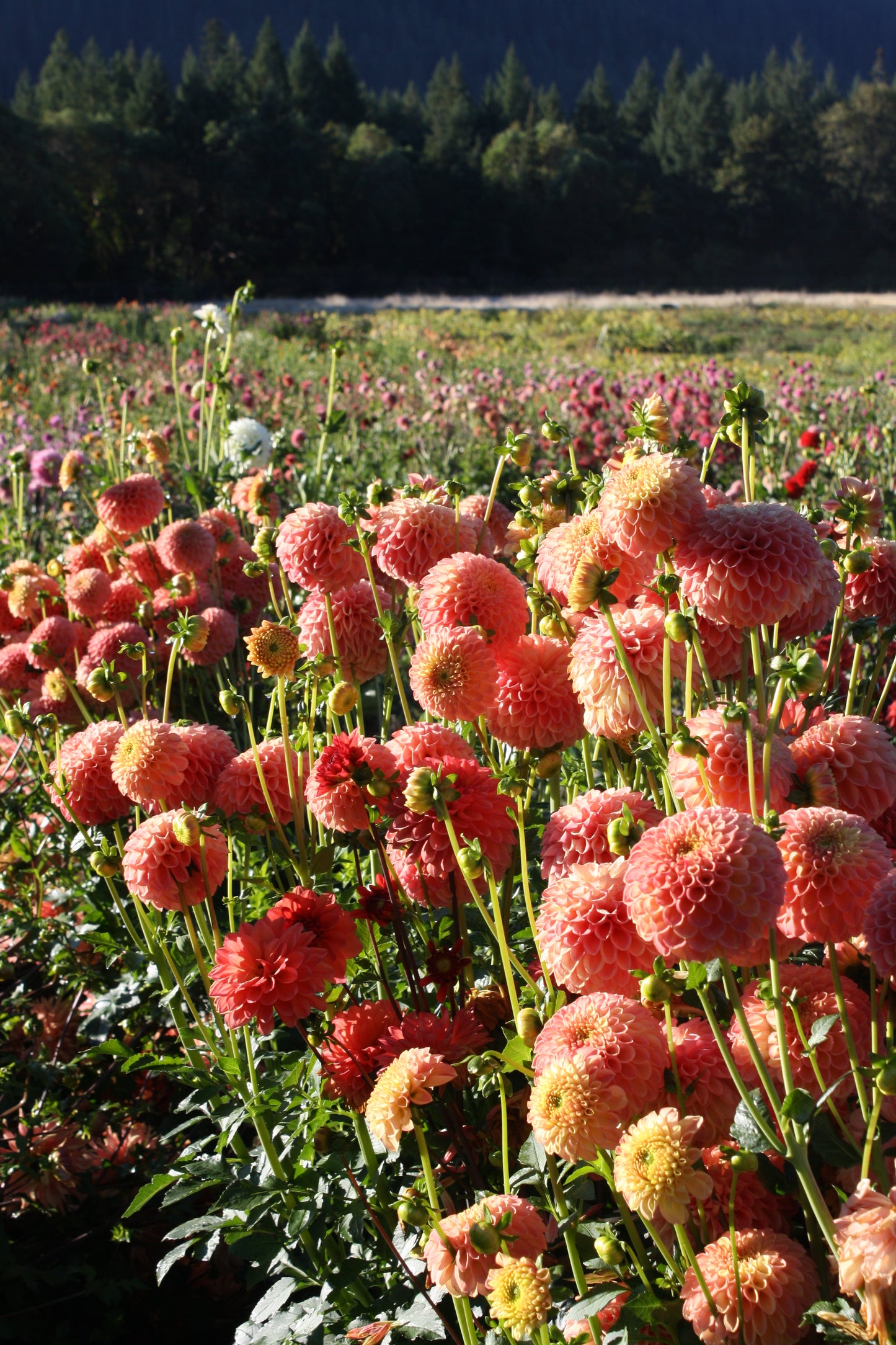 Snoho Doris Dahlia Tuber