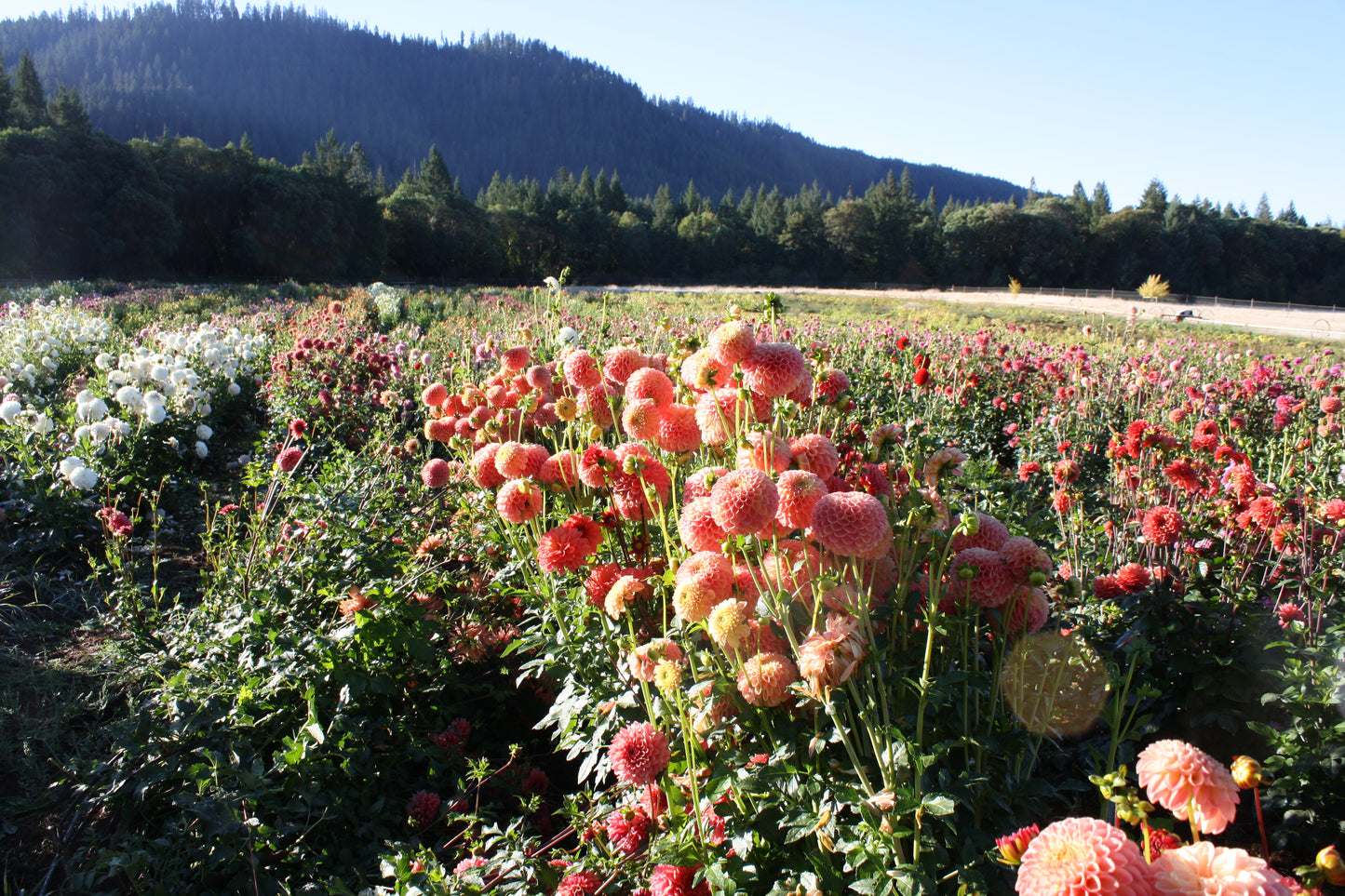 Snoho Doris Dahlia Tuber