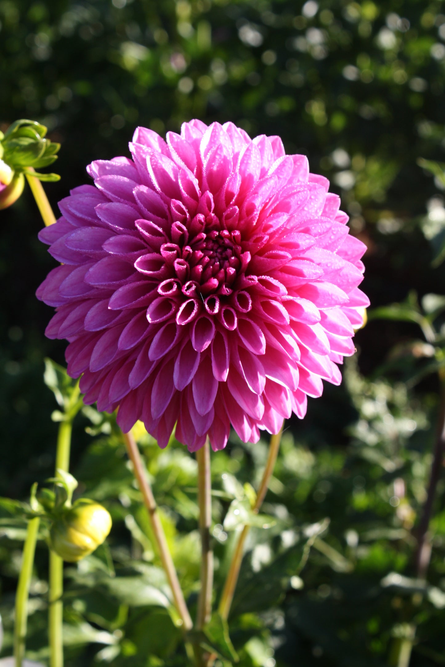 Hollyhill Bill M. Dahlia Tuber