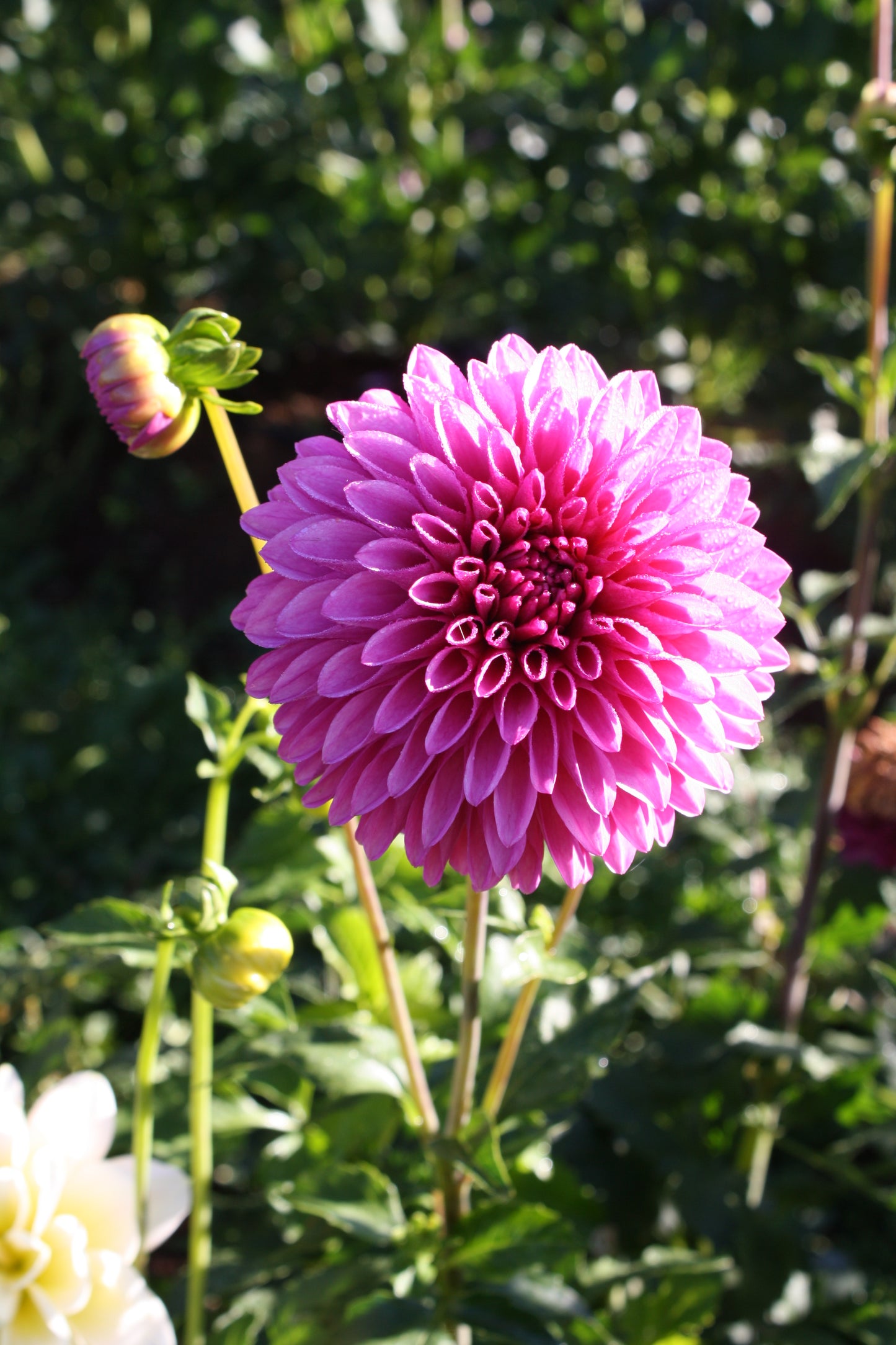 Hollyhill Bill M. Dahlia Tuber