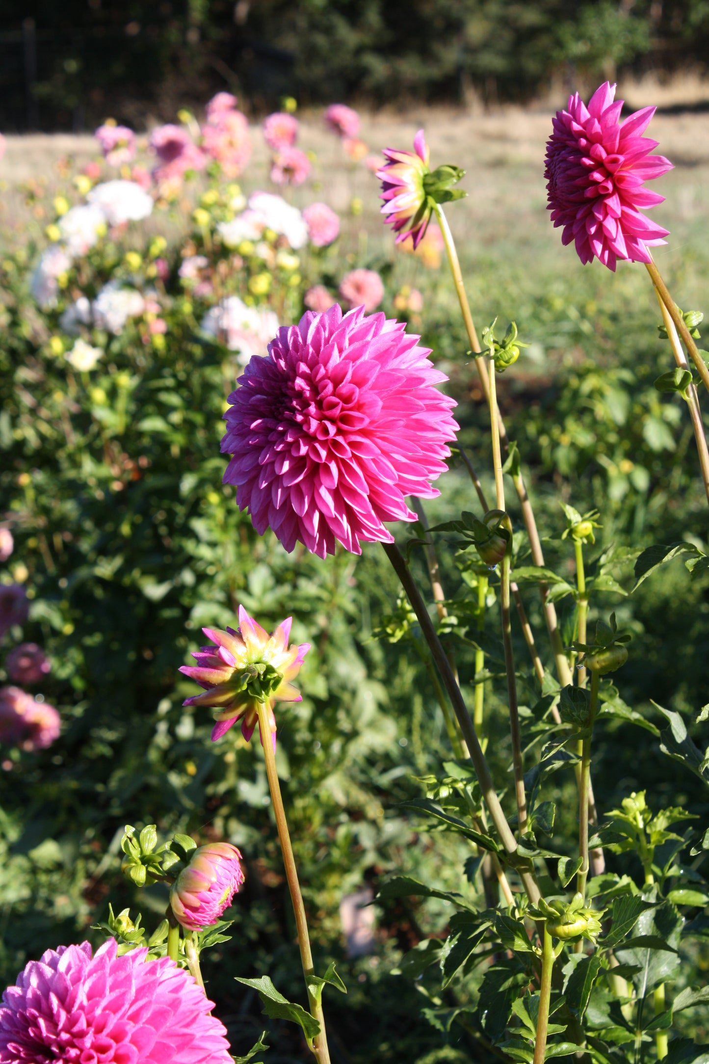 Hollyhill Bill M. Dahlia Tuber