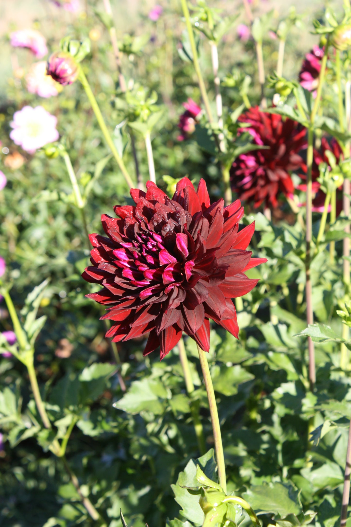 Hollyhill Black Beauty Dahlia Tuber