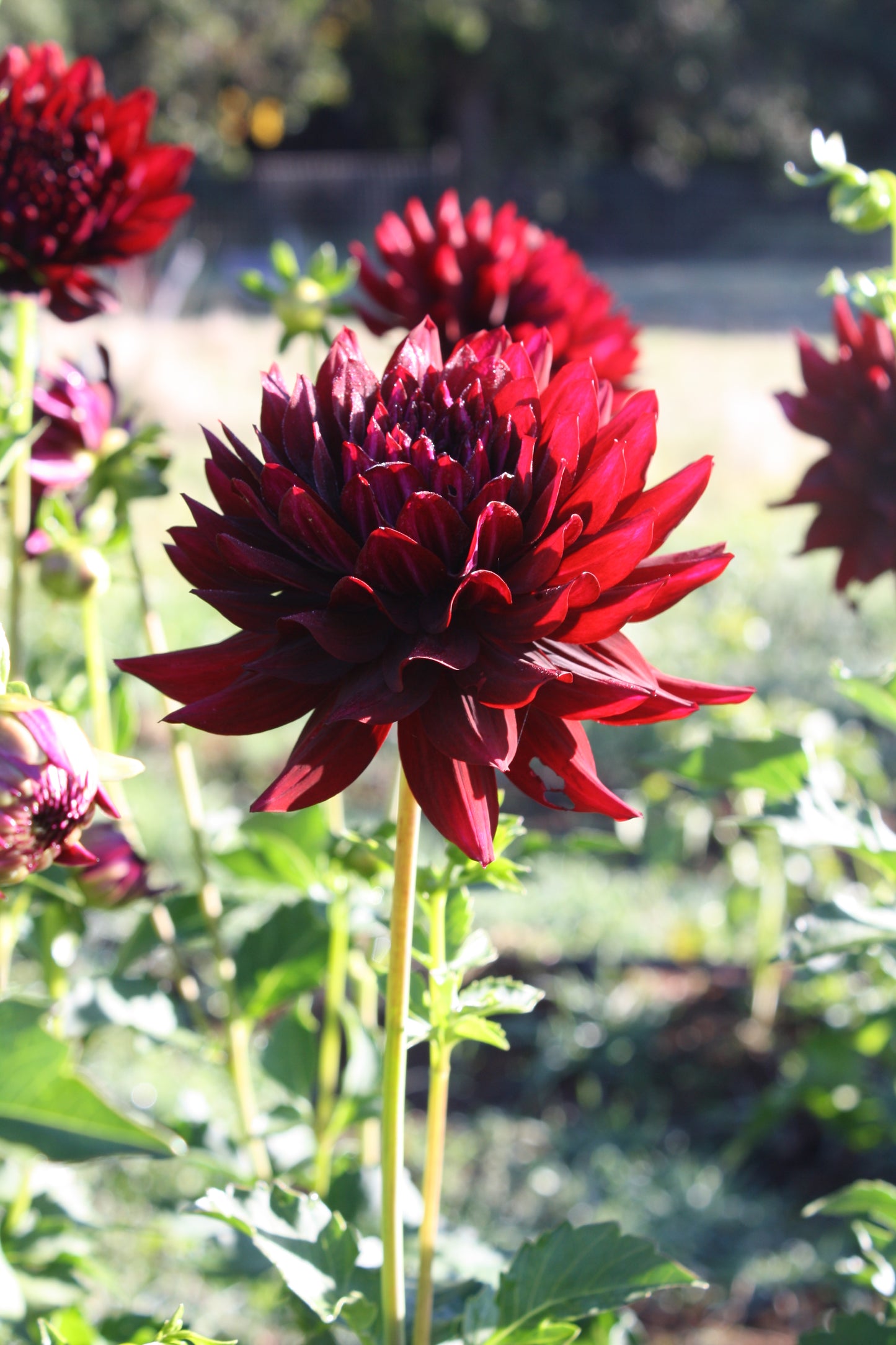 Hollyhill Black Beauty Dahlia Tuber