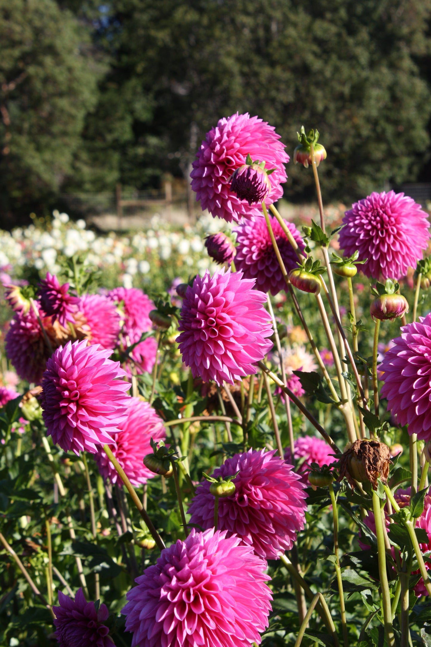 Hollyhill Bill M. Dahlia Tuber