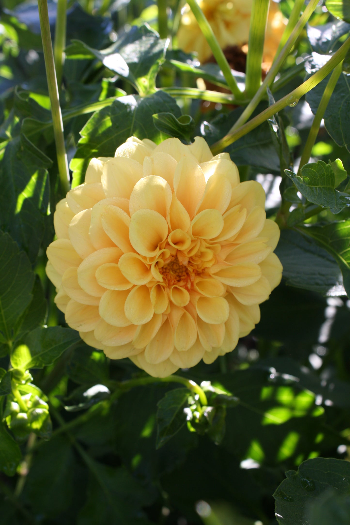 Golden Scepter Dahlia Tuber