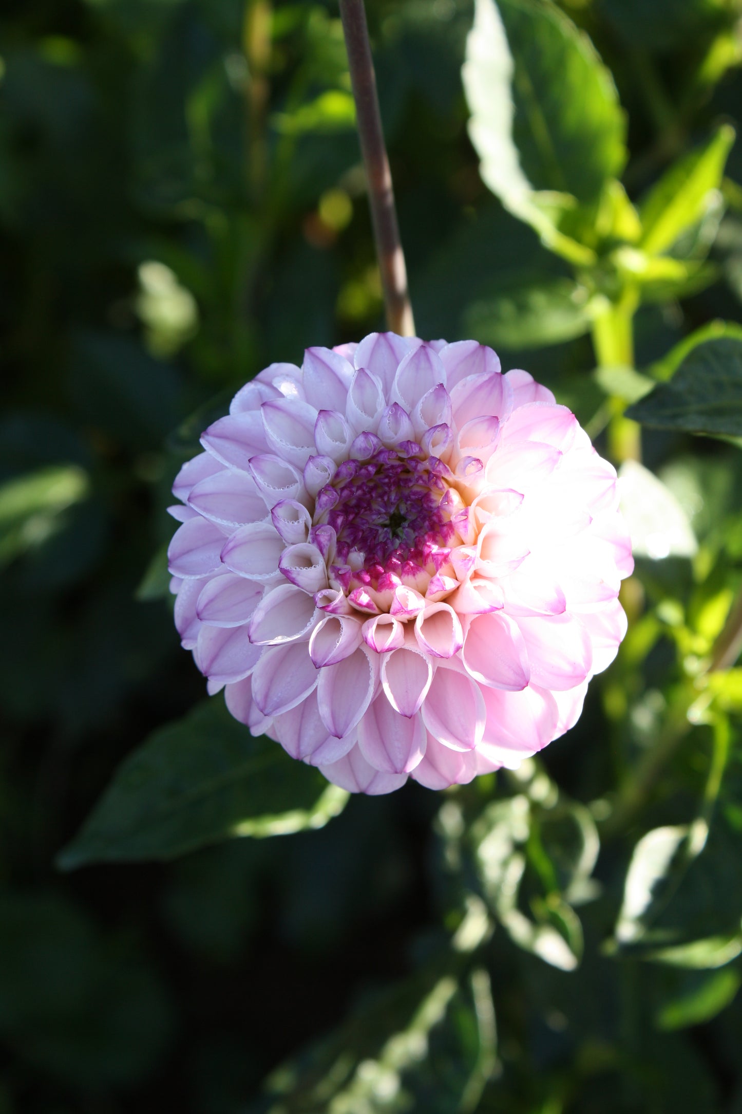 Genova Dahlia Tuber