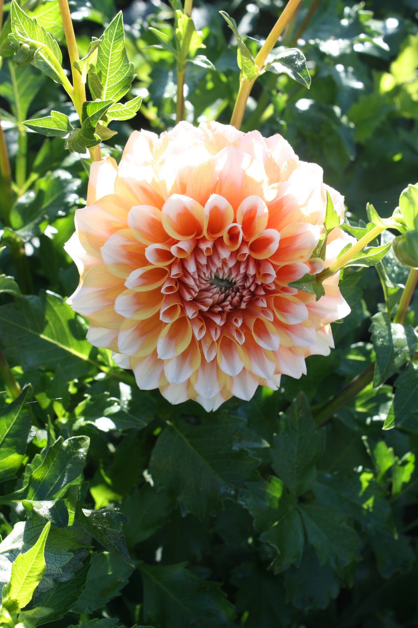 Hollyhill Orange Ice Dahlia Tuber