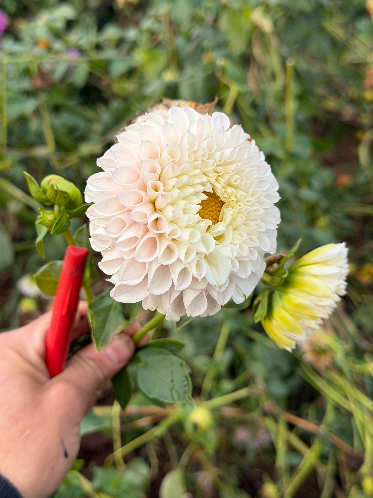 Pink Pearl Dahlia Tuber