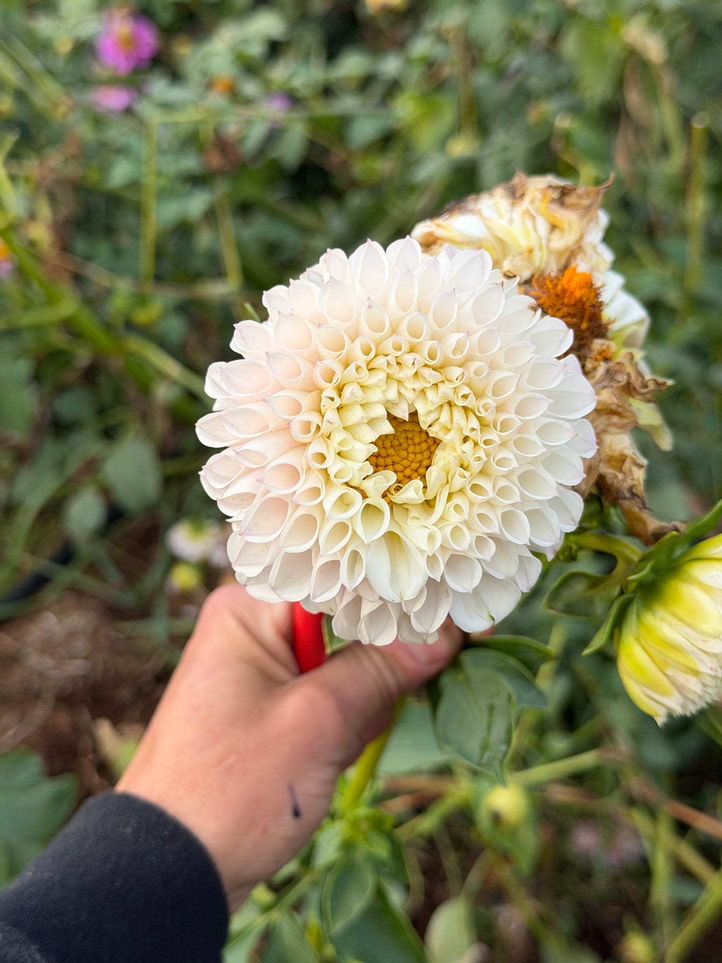 Pink Pearl Dahlia Tuber