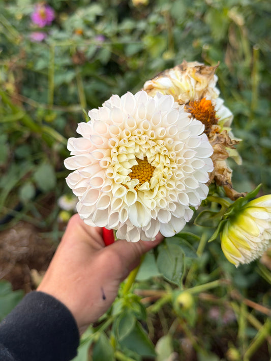 Pink Pearl Dahlia Tuber