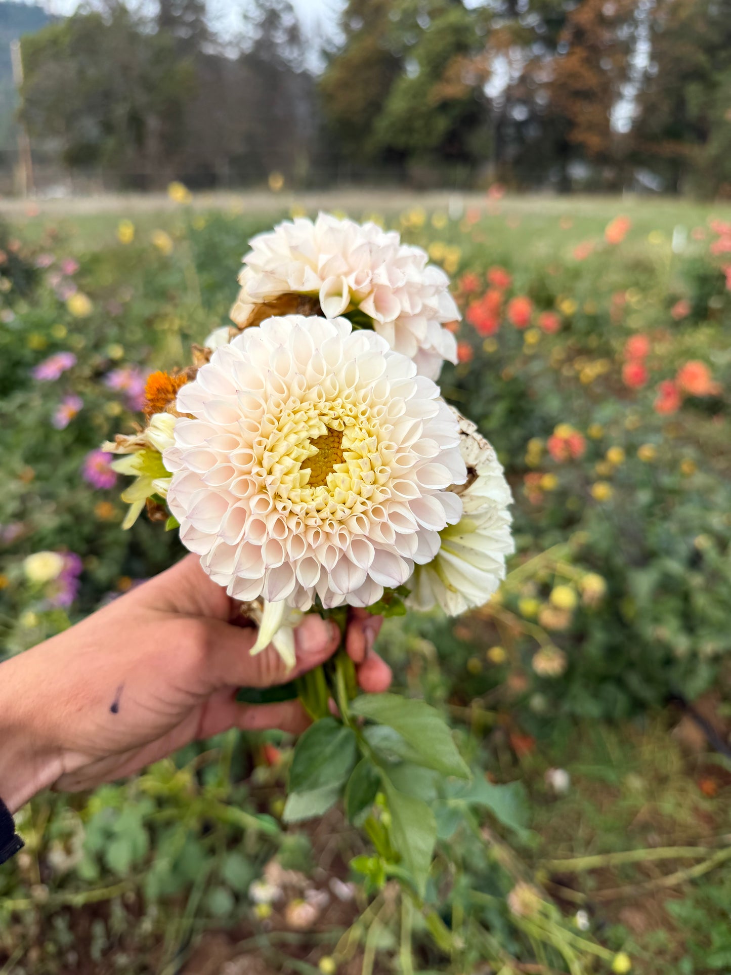 Pink Pearl Dahlia Tuber