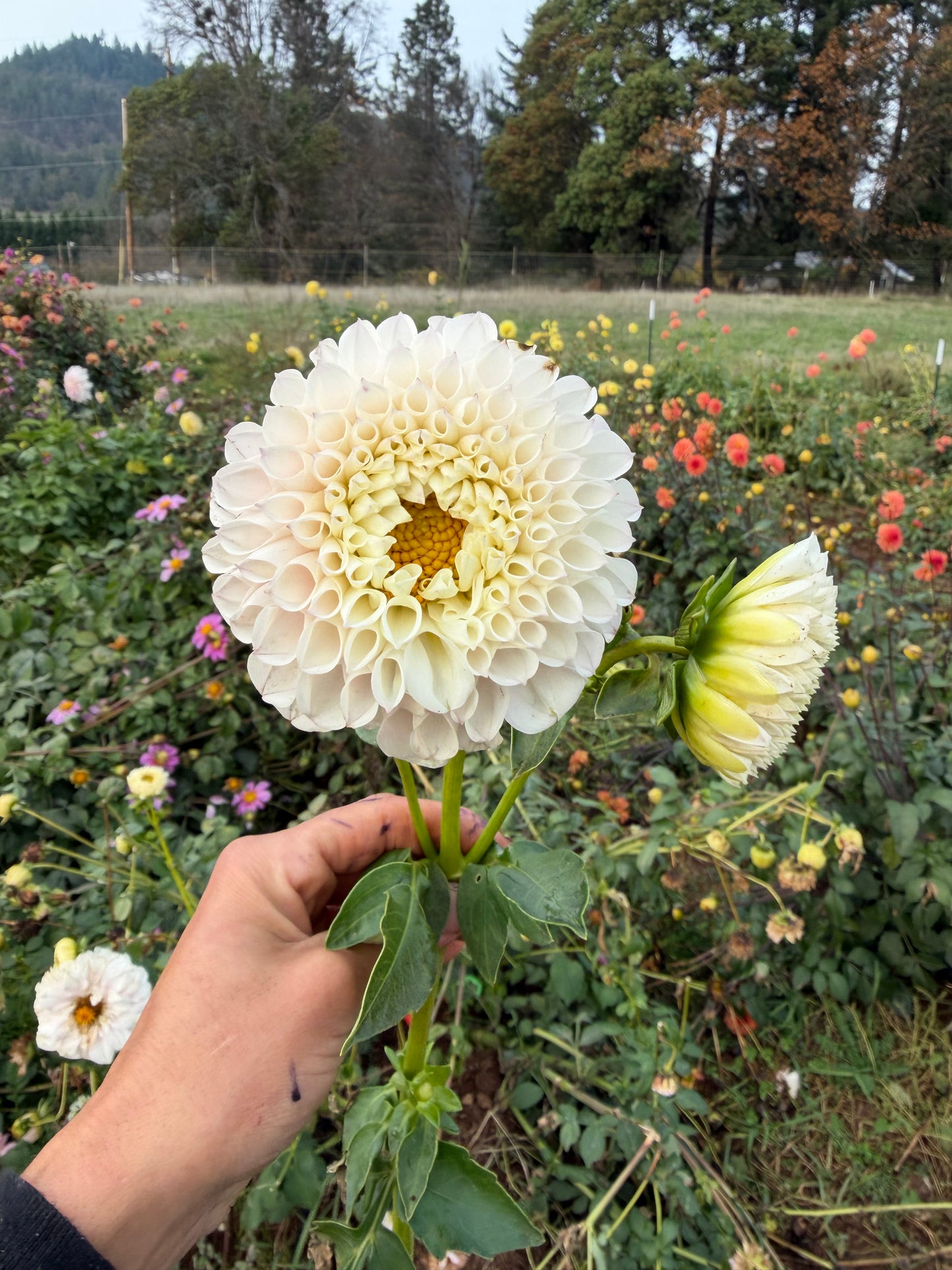 Pink Pearl Dahlia Tuber