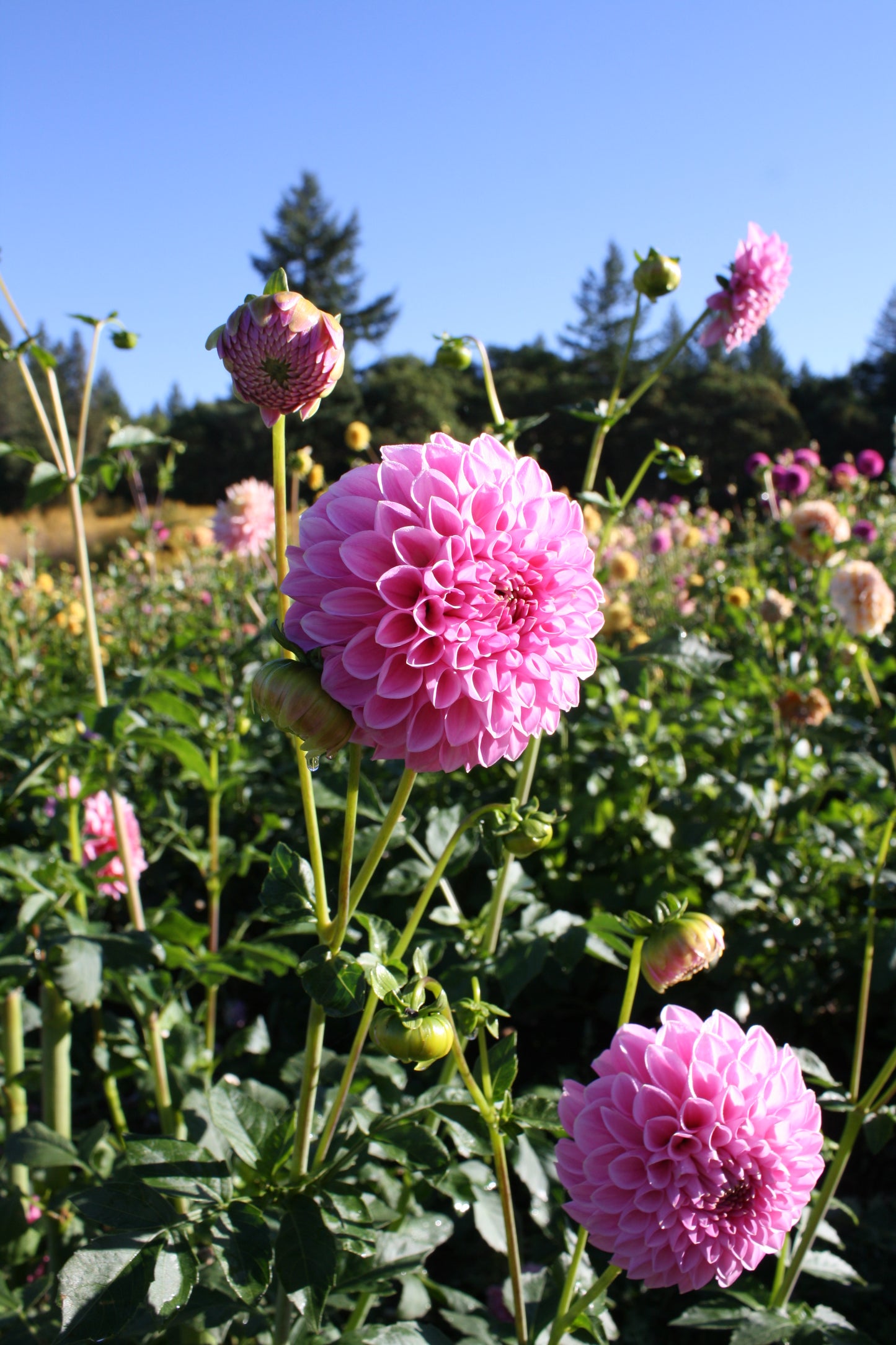 Pink Sylvia Dahlia Tuber