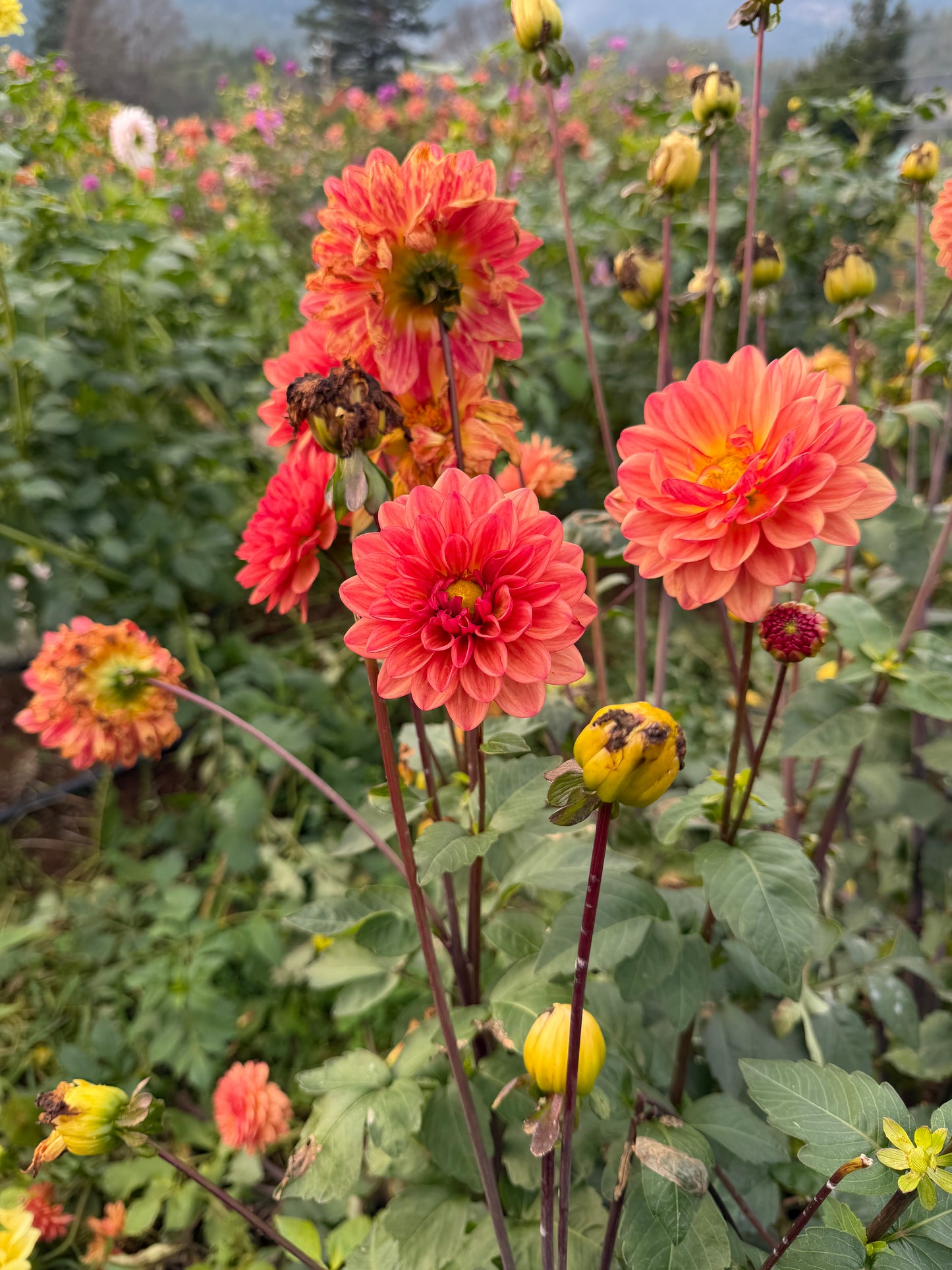 Orange Girl Dahlia Tuber