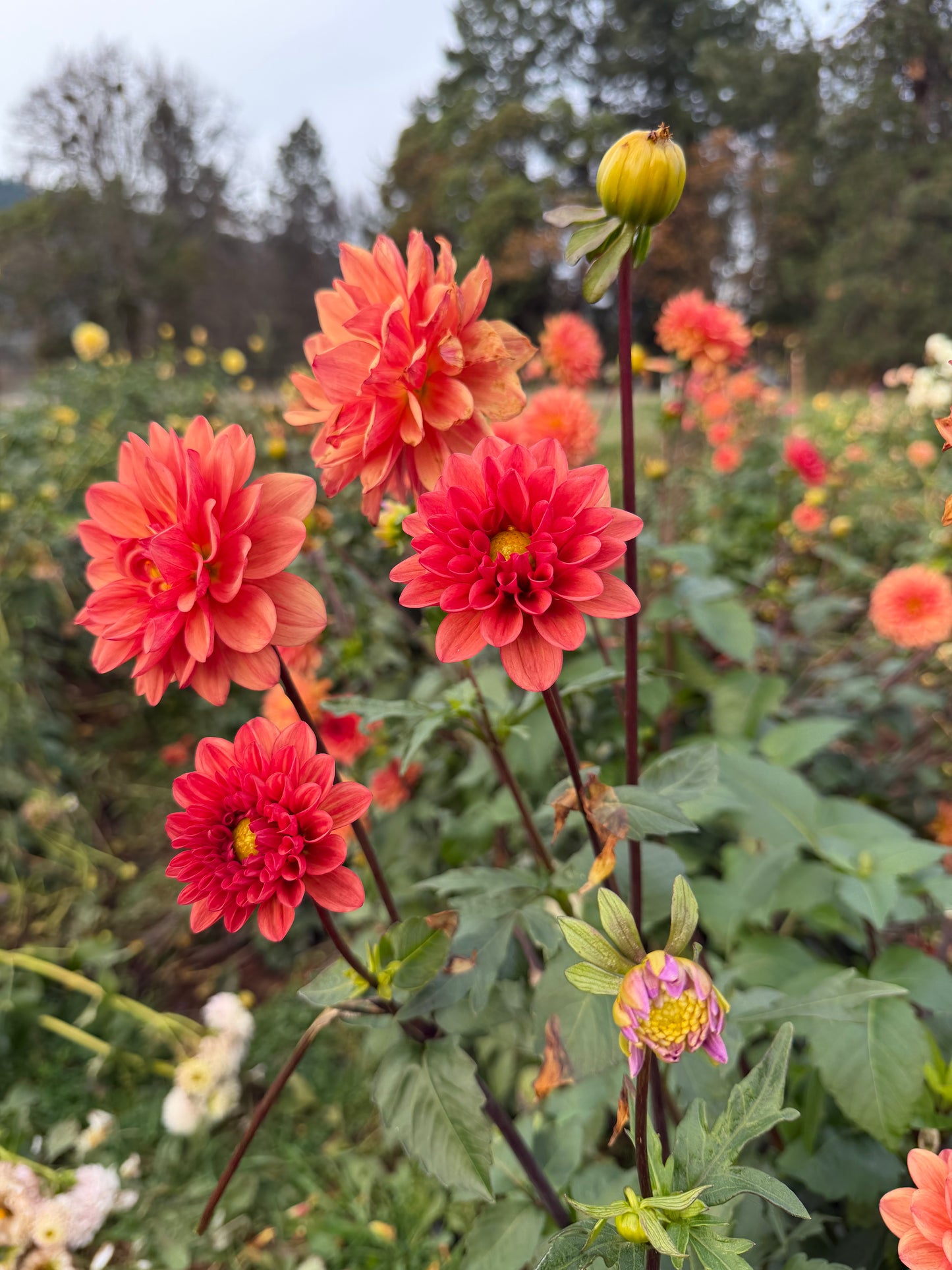 Orange Girl Dahlia Tuber