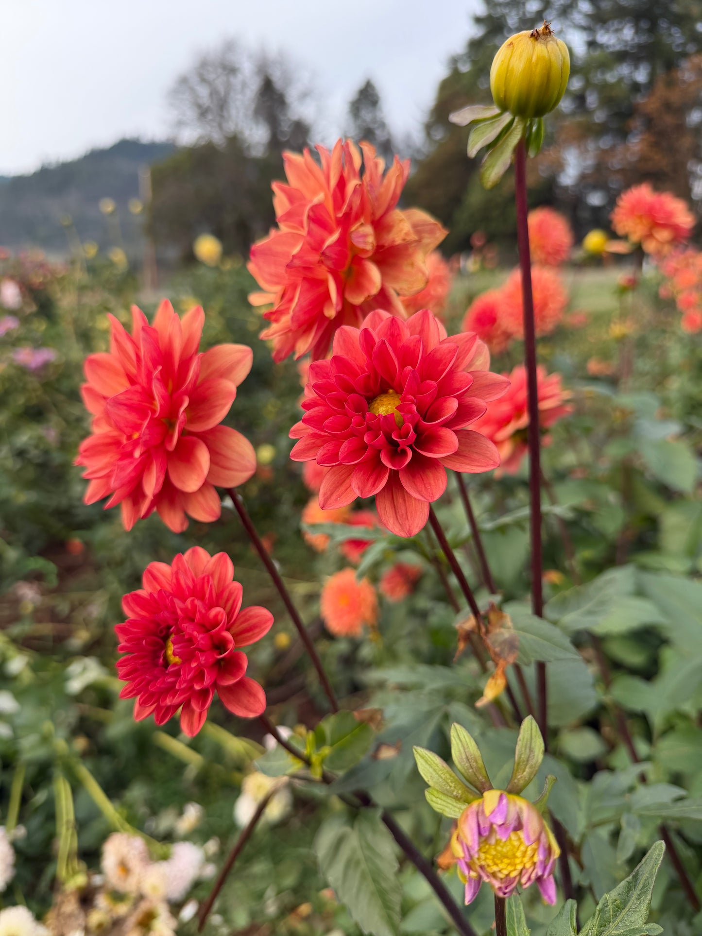 Orange Girl Dahlia Tuber