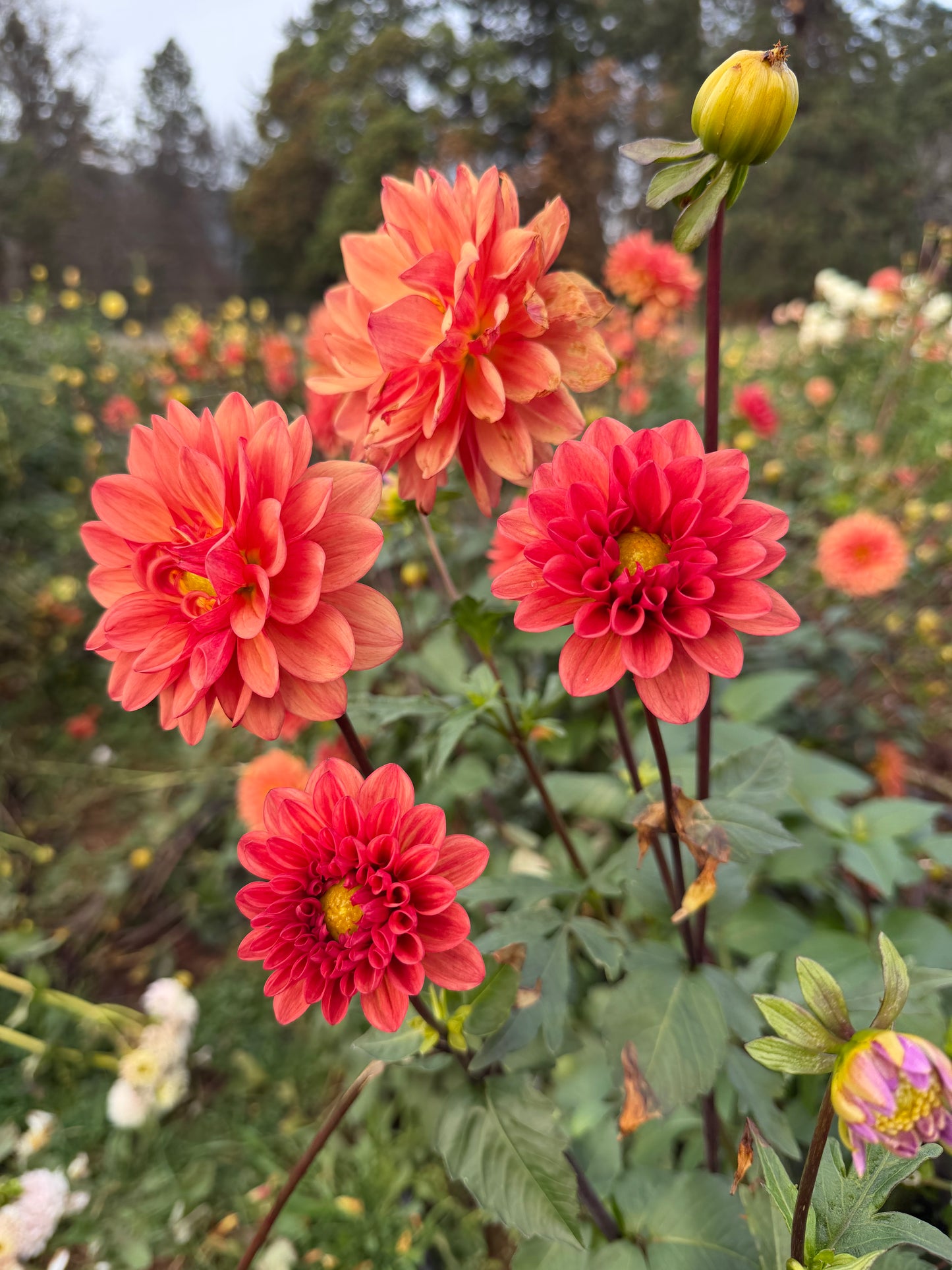 Orange Girl Dahlia Tuber