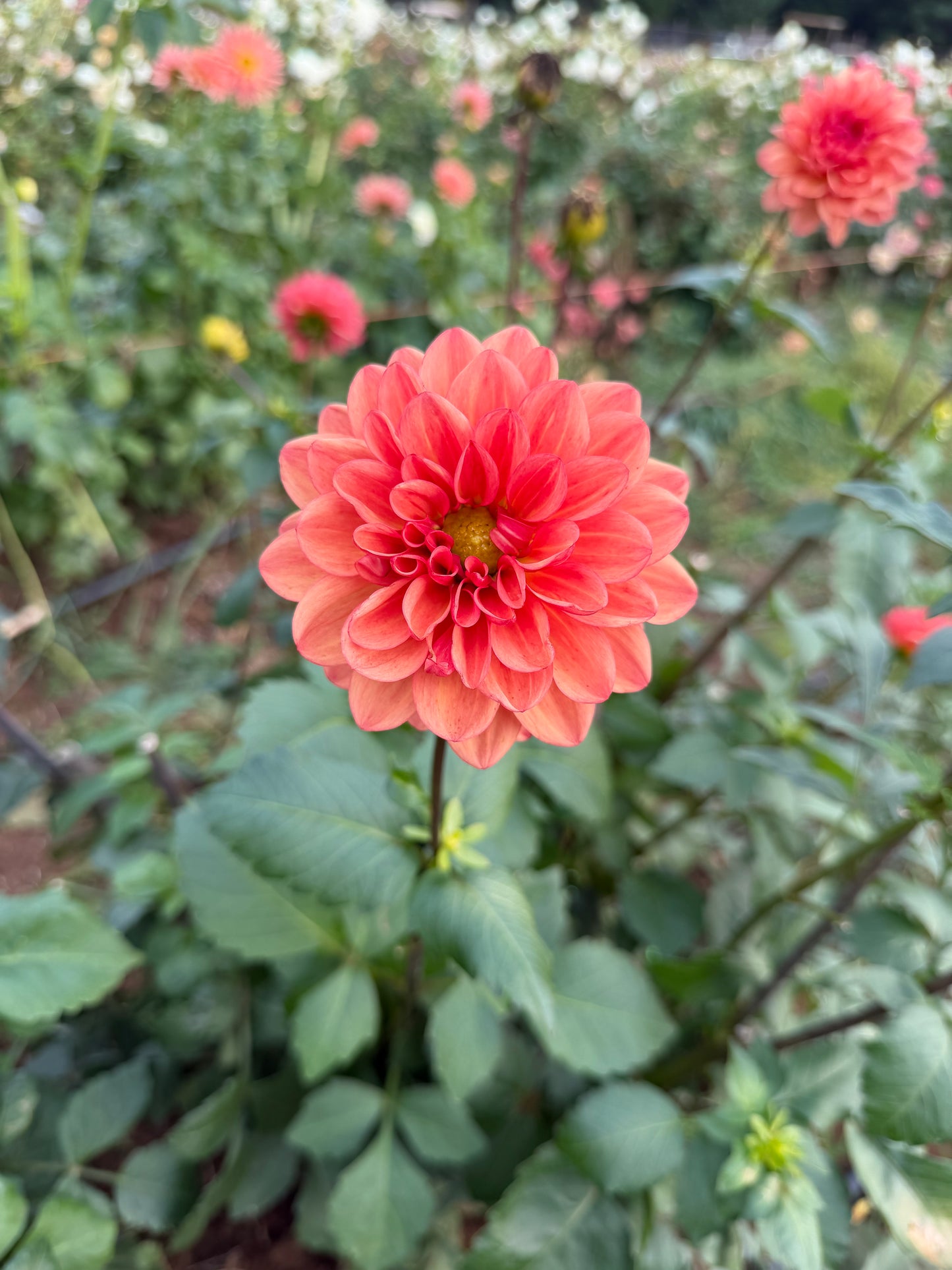 Orange Girl Dahlia Tuber