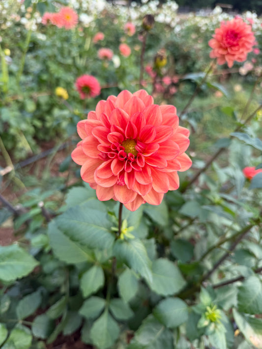 Orange Girl Dahlia Tuber