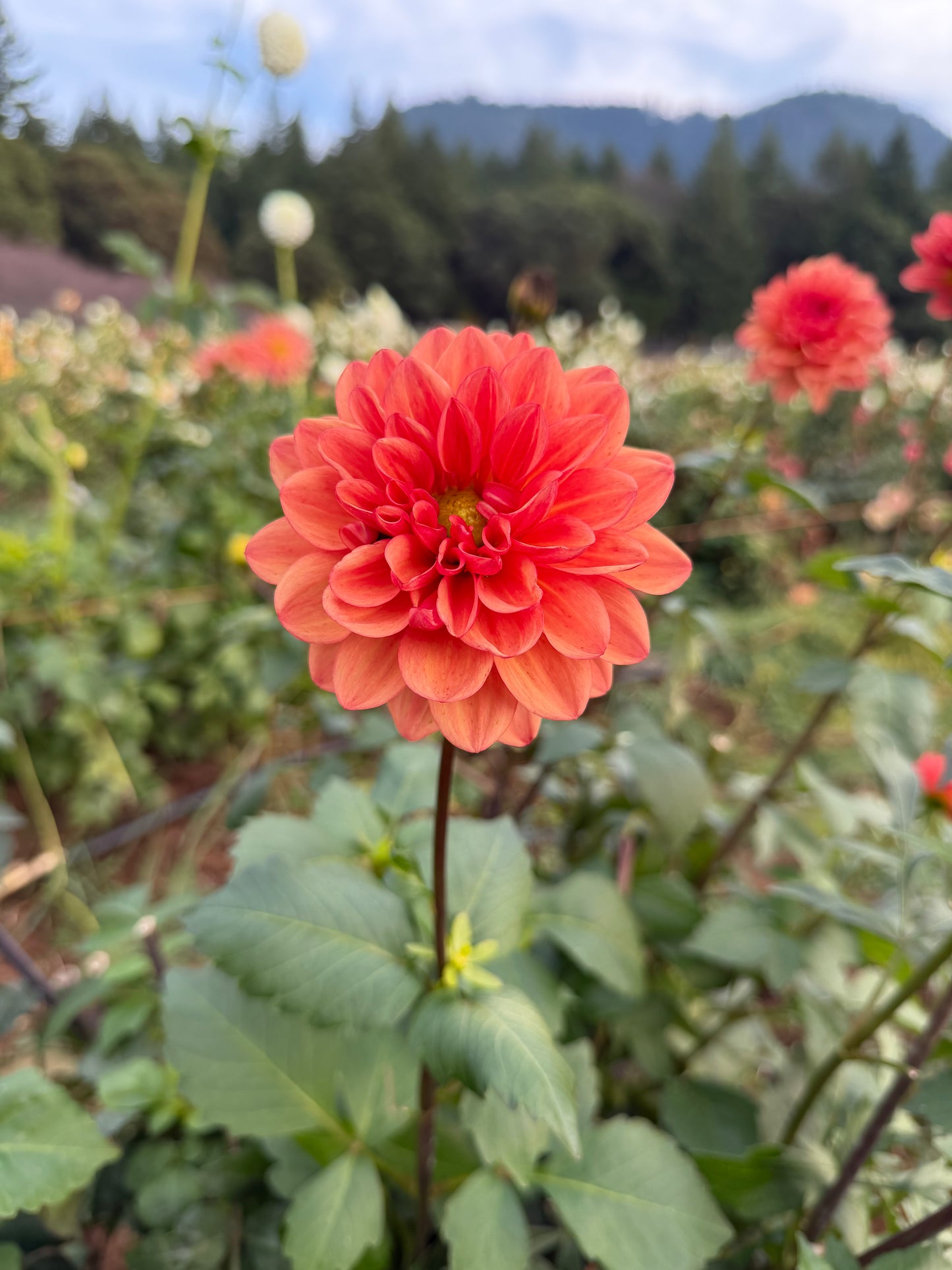 Orange Girl Dahlia Tuber