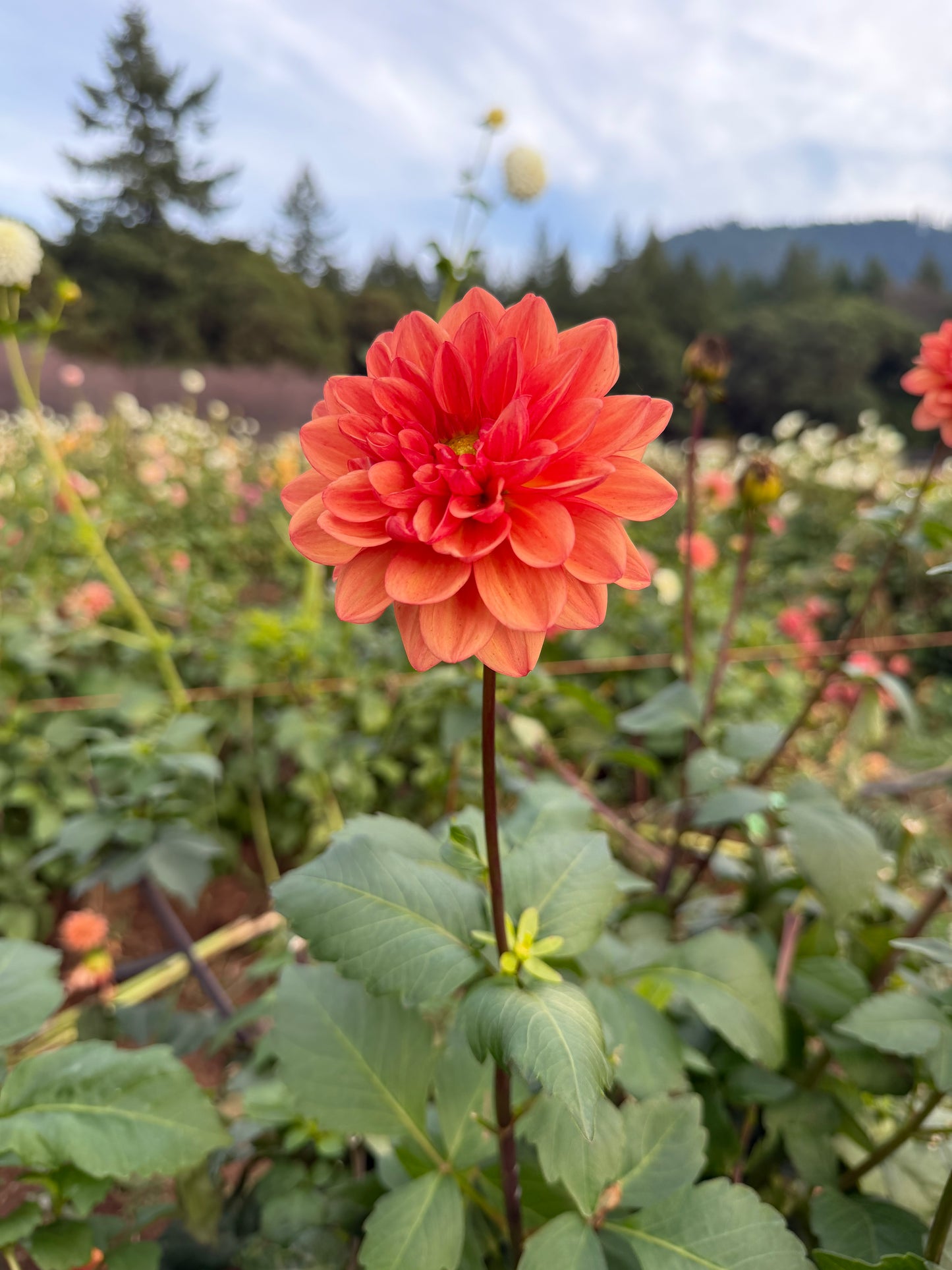 Orange Girl Dahlia Tuber