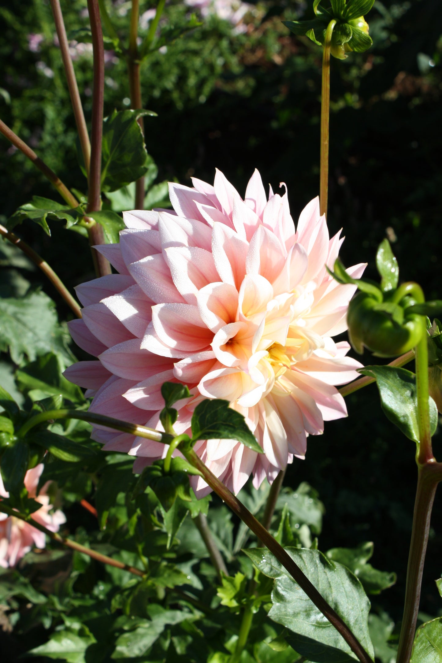 Coralie Dahlia Tuber