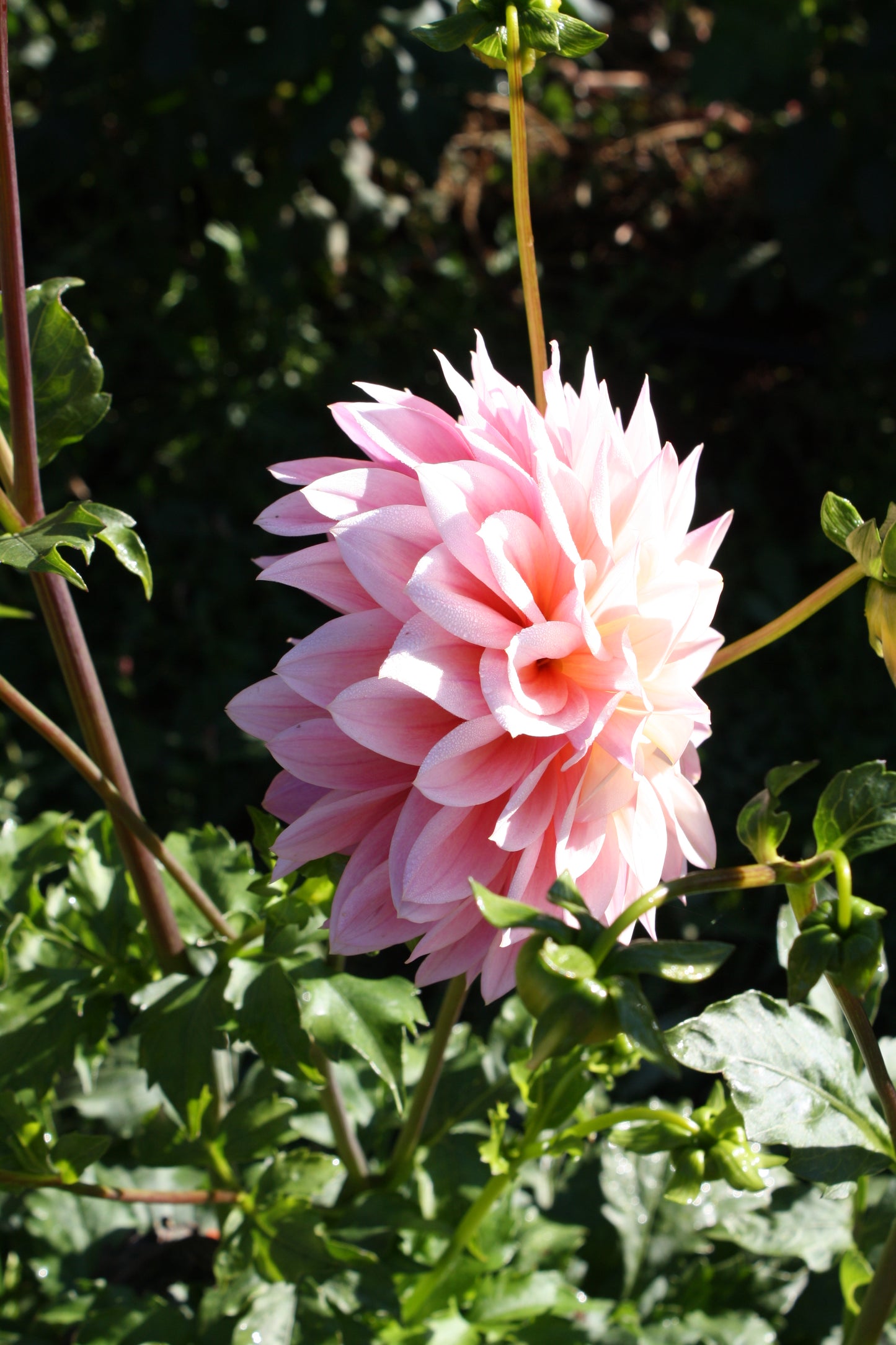 Coralie Dahlia Tuber