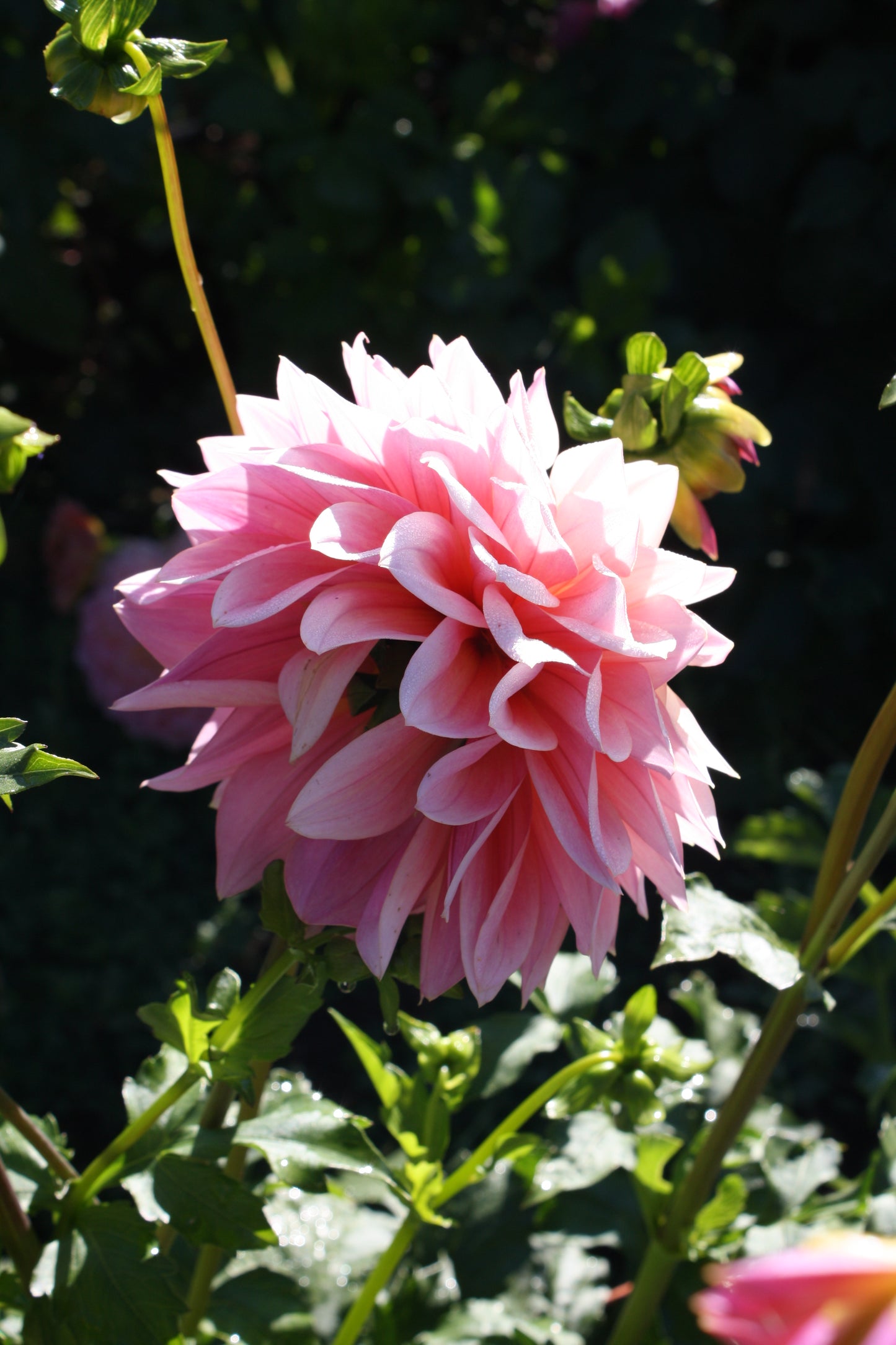 Coralie Dahlia Tuber