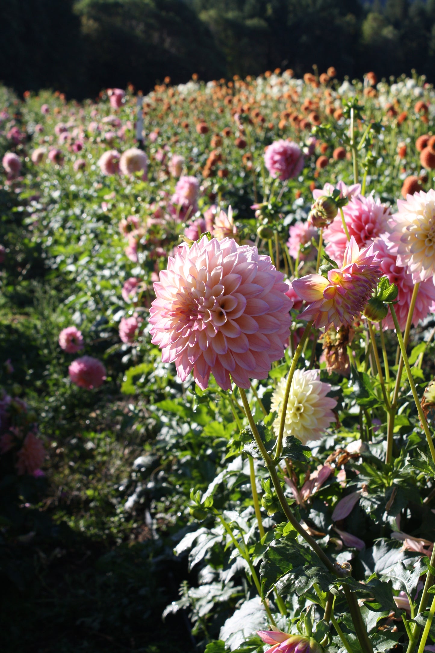 Coralie Dahlia Tuber