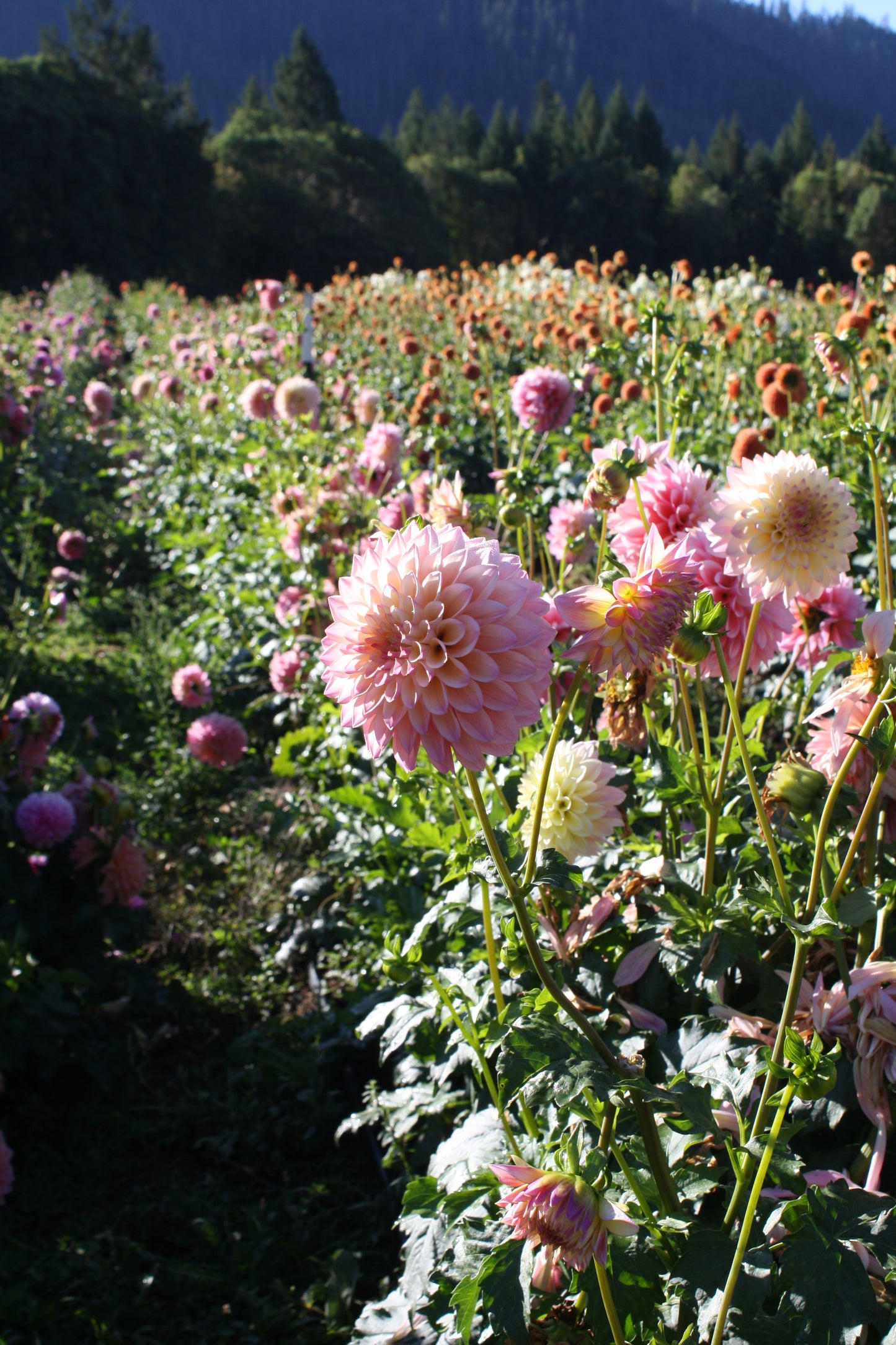 Coralie Dahlia Tuber