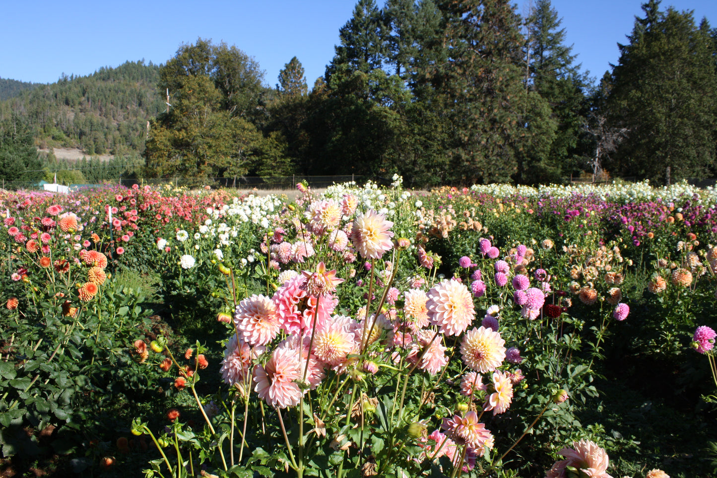 Coralie Dahlia Tuber