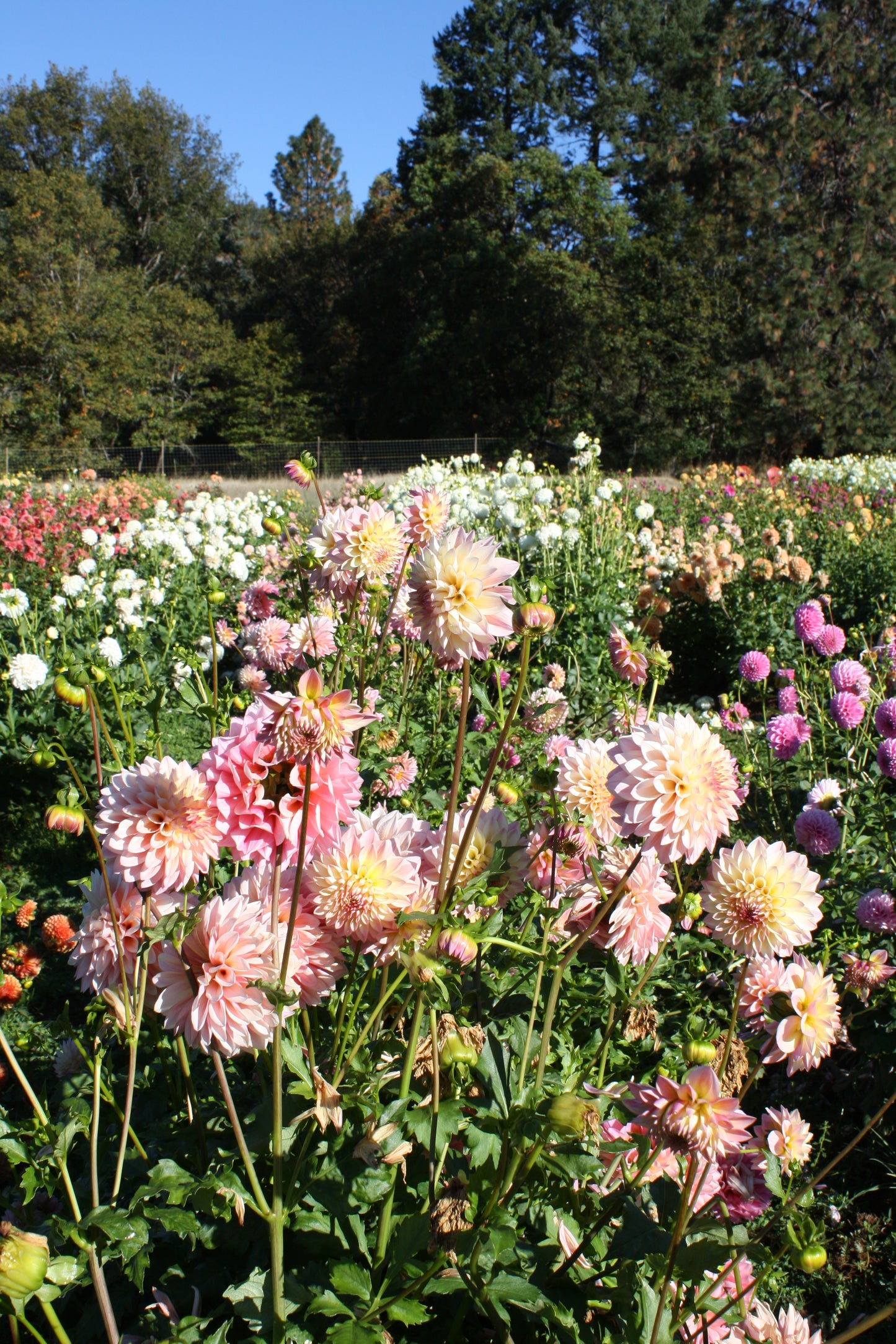 Coralie Dahlia Tuber