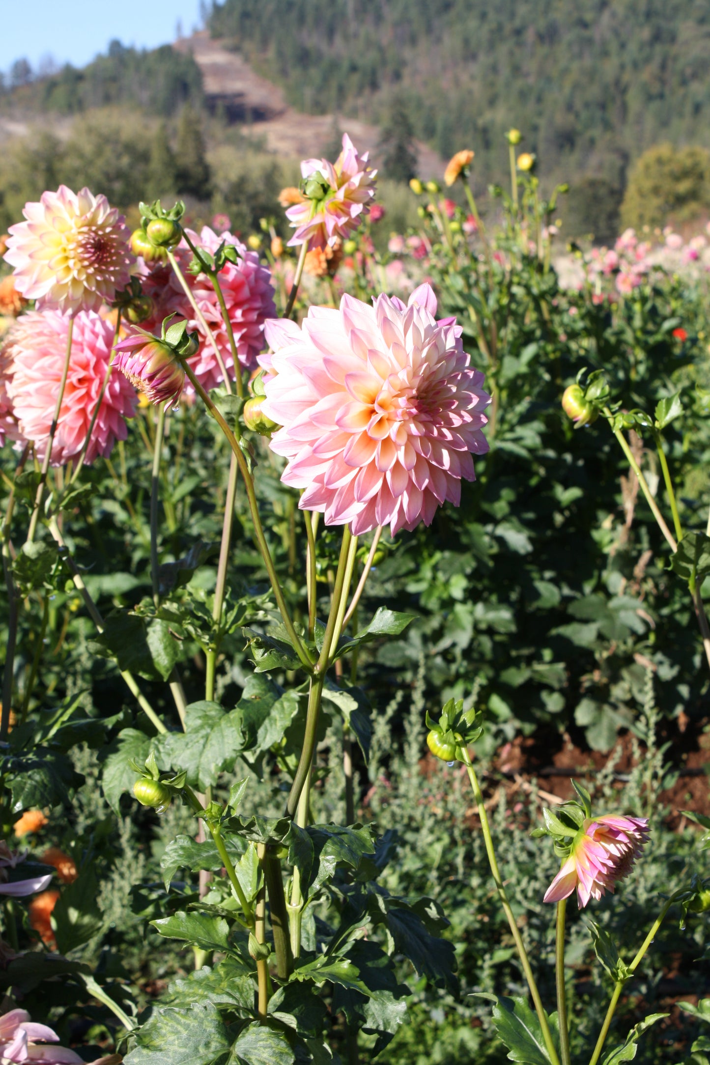 Coralie Dahlia Tuber