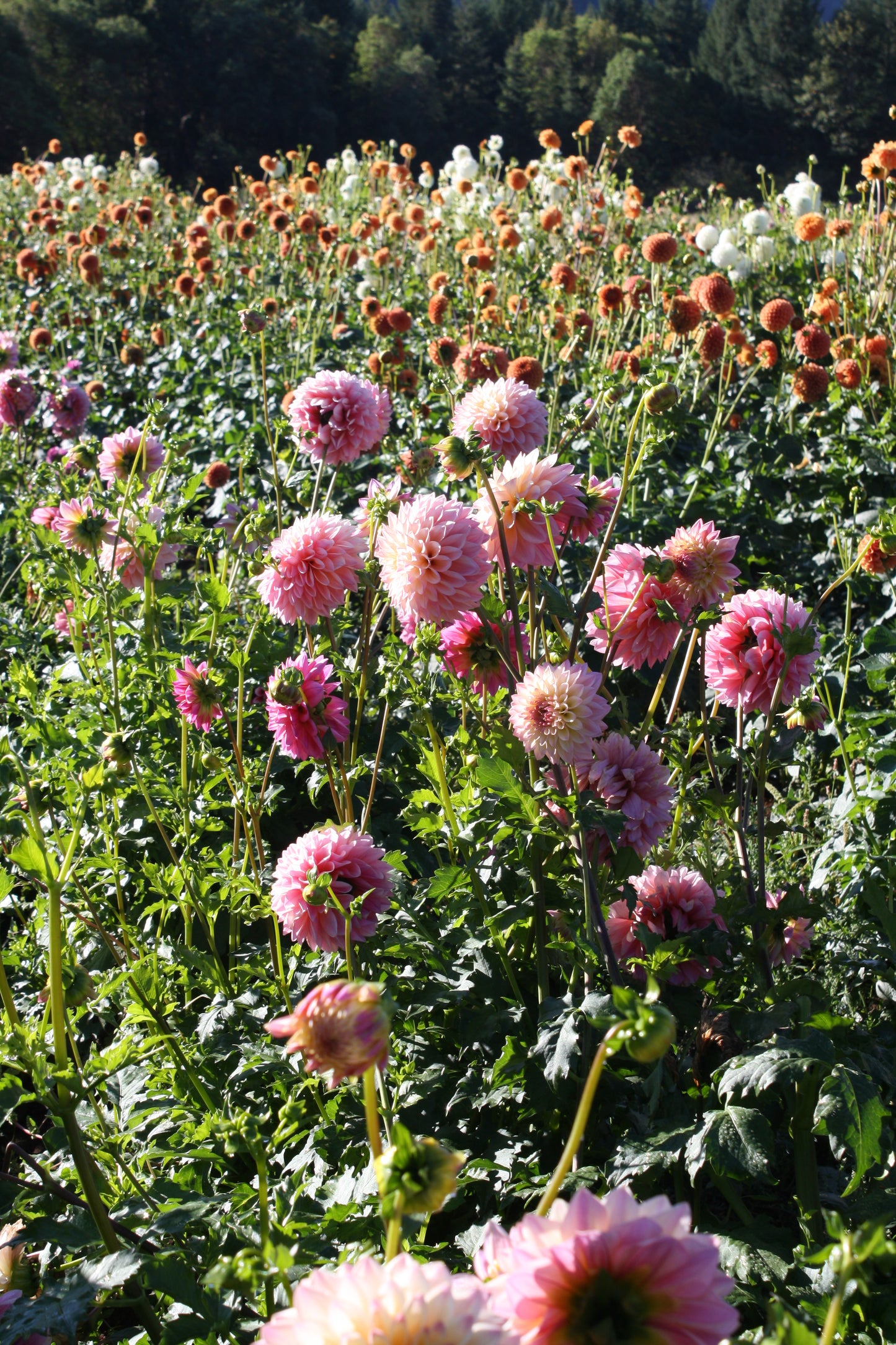 Coralie Dahlia Tuber